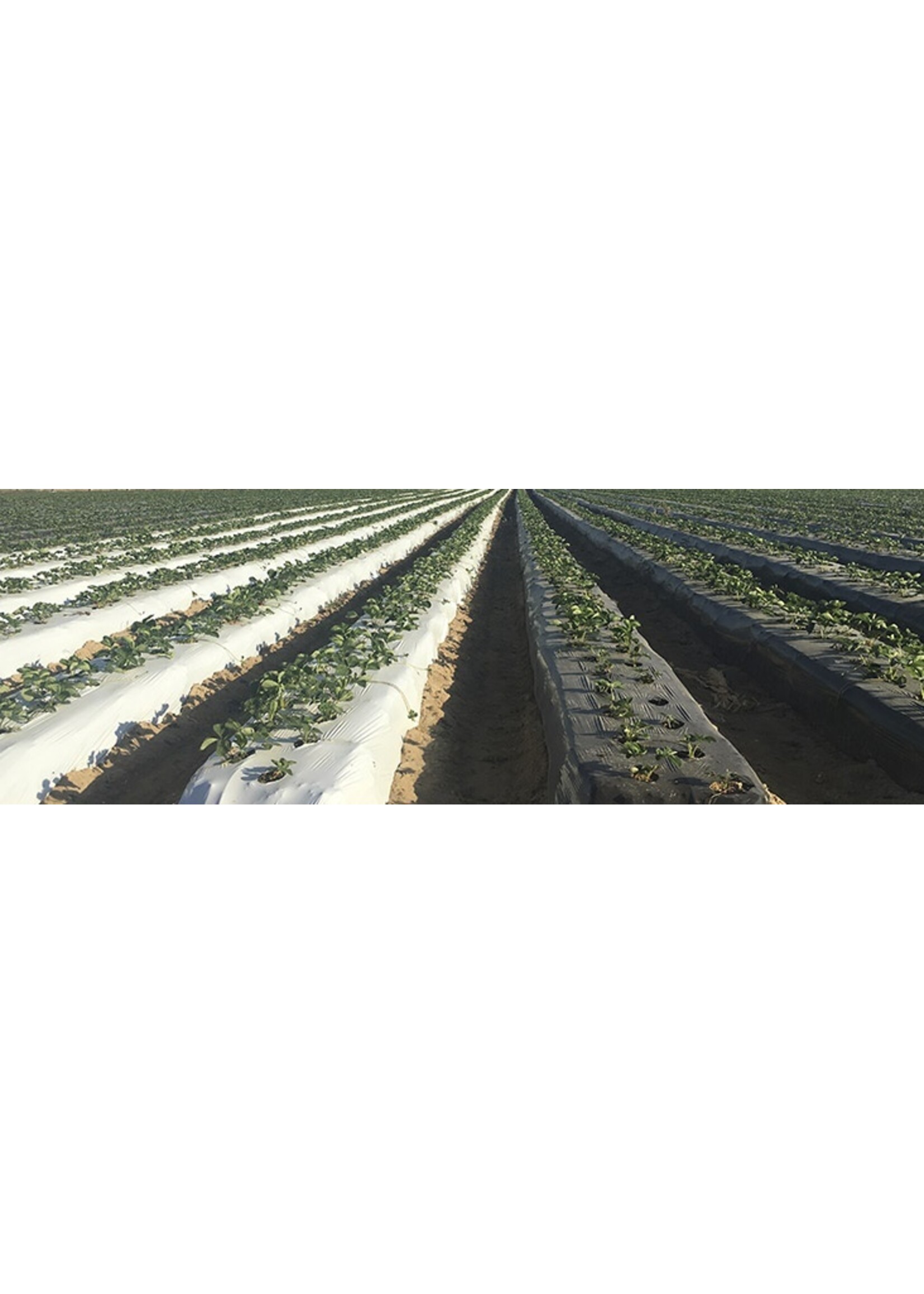 Solplast Row Mulch Weed Barrier Black and White 1mil - 36in x 4000ft