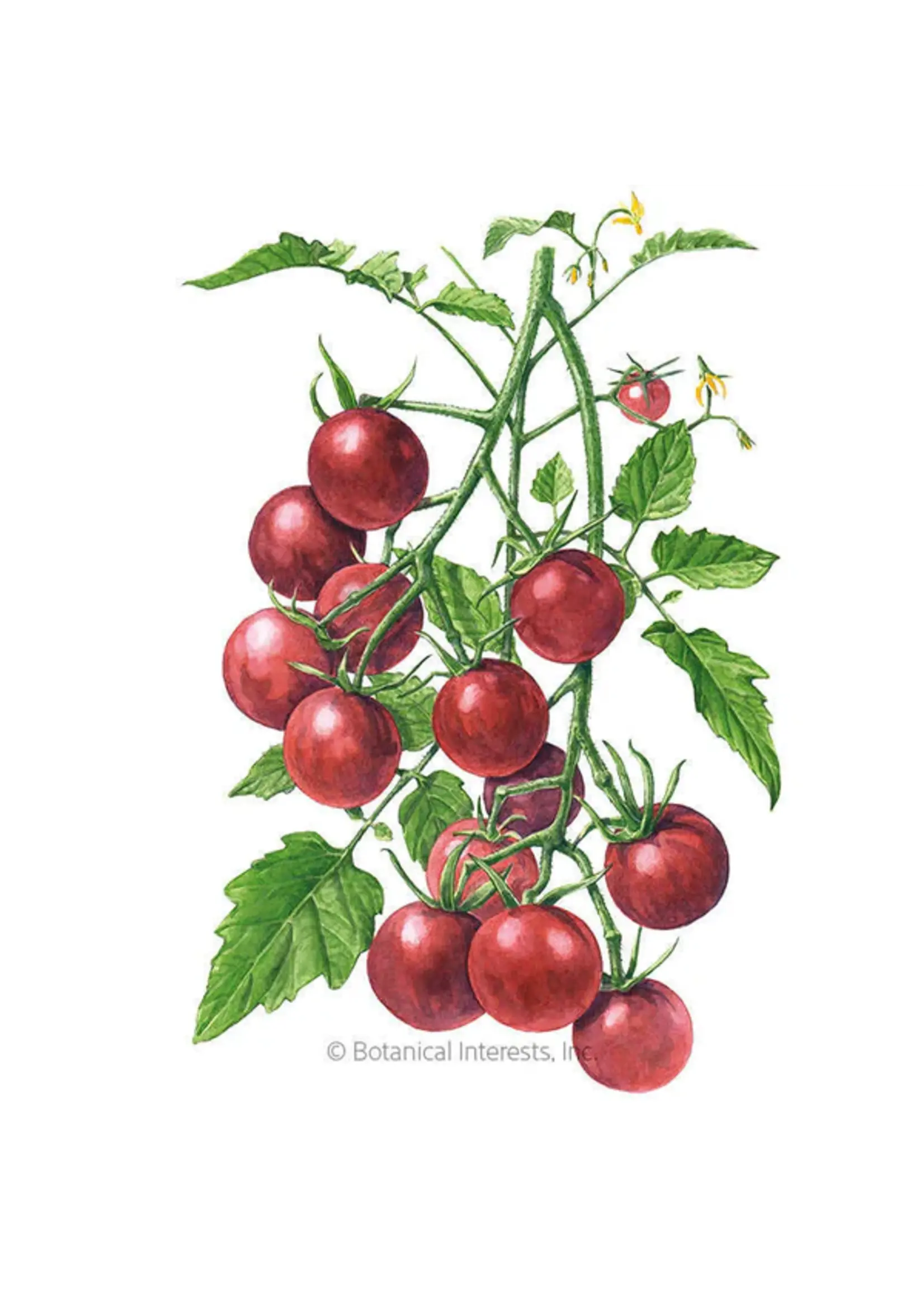 Botanical Interests Tomato Cherry Chocolate Organic