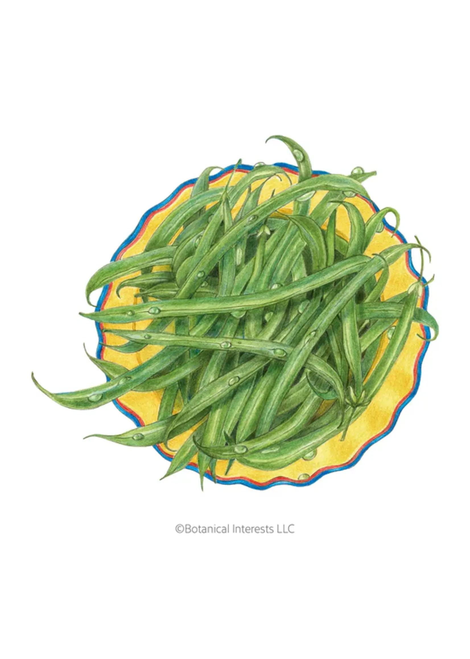 Botanical Interests Bean Bush (green) French Filet