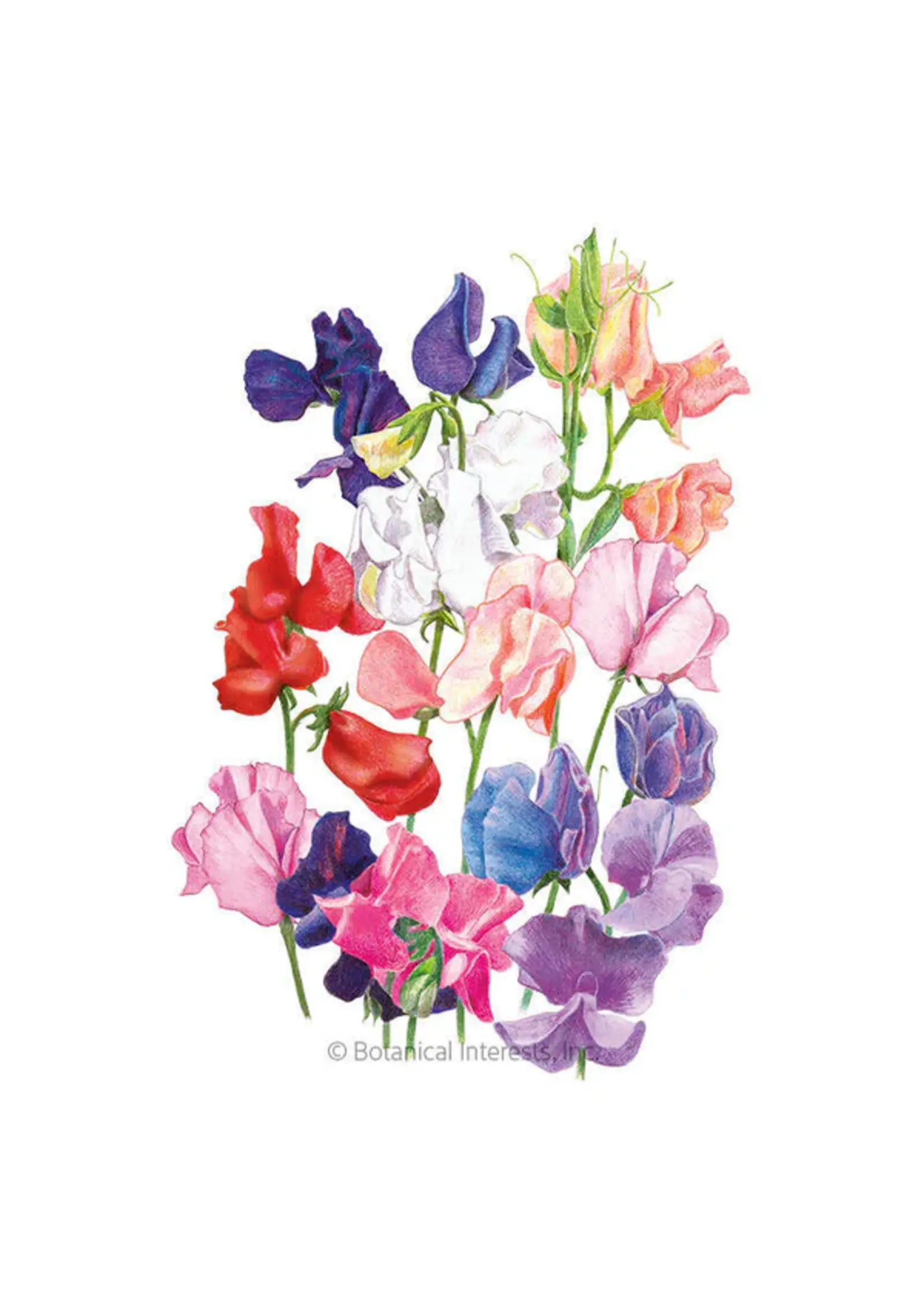 Botanical Interests Sweet Pea Mammoth Organic
