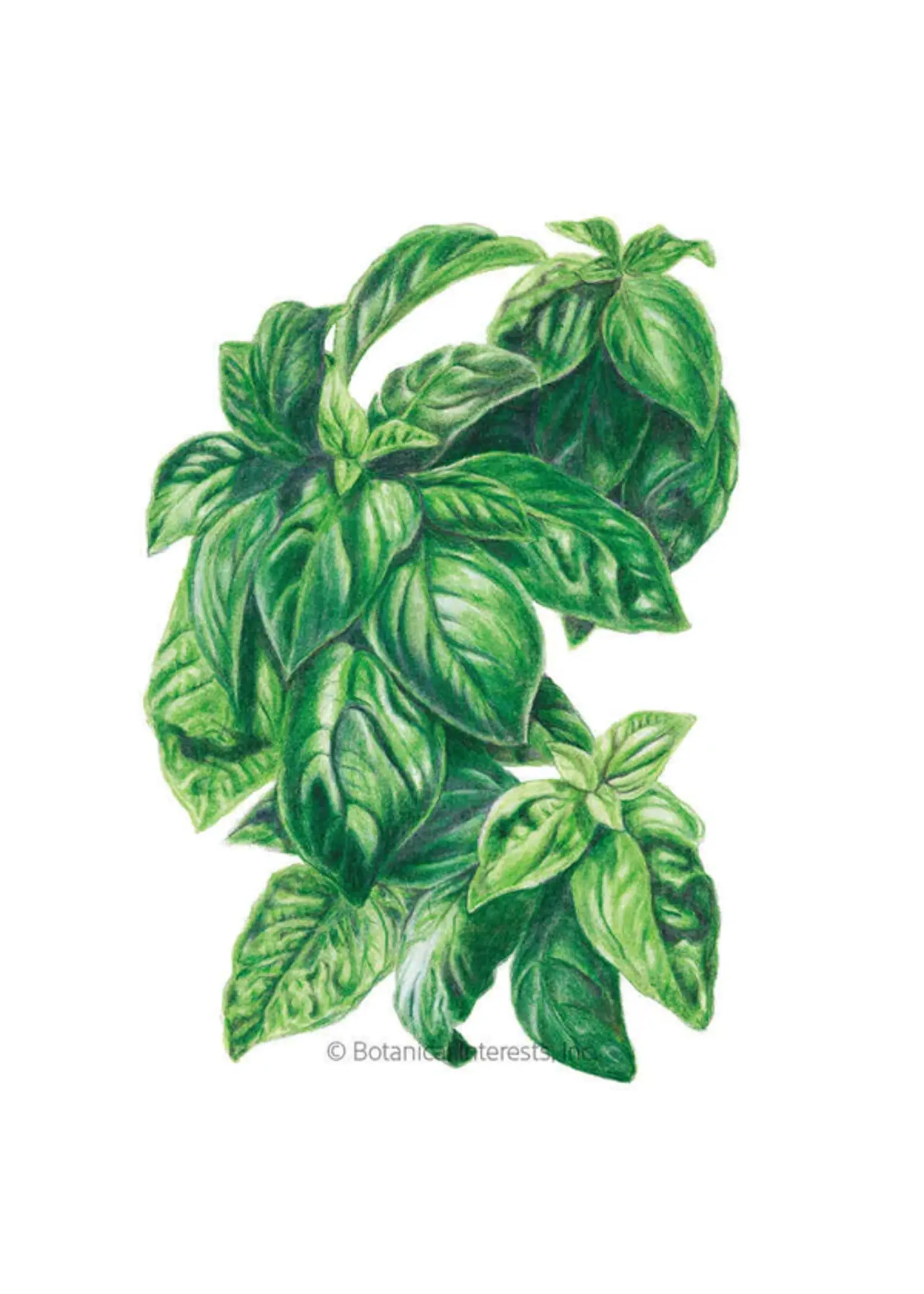 Botanical Interests Basil Italian Genovese Organic 1.5g