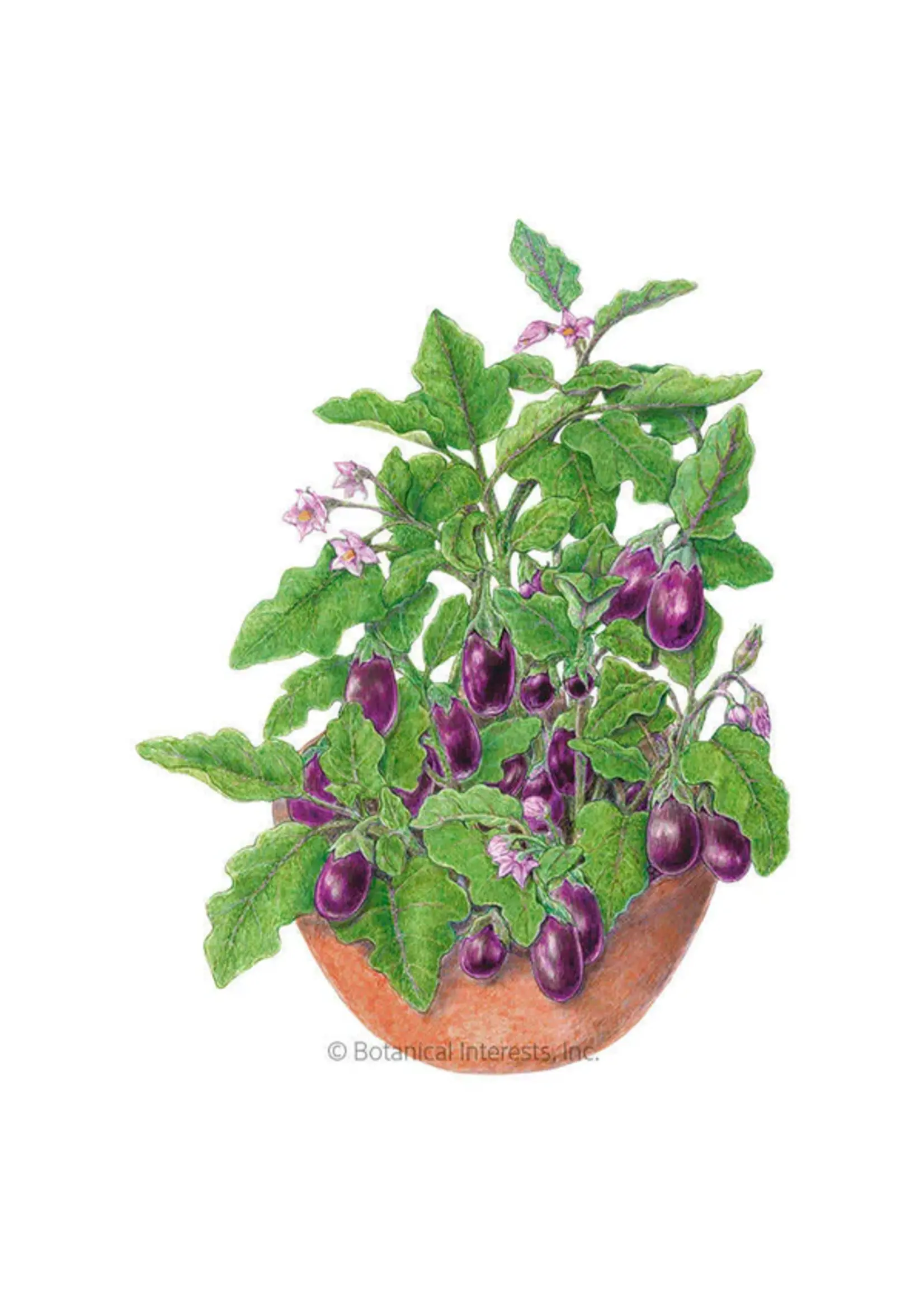 Botanical Interests Eggplant Jewel Amethyst