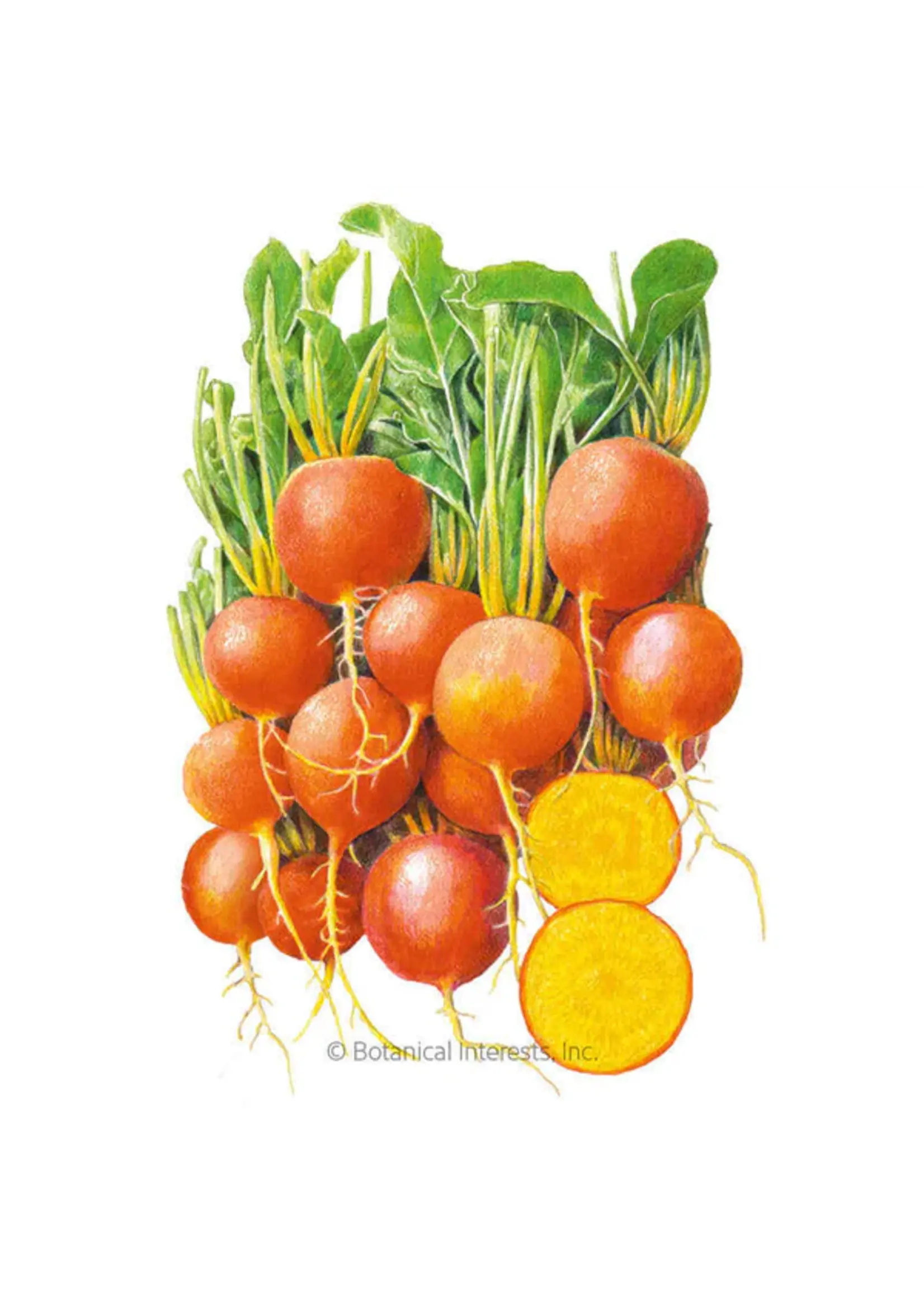 Botanical Interests Beet (gold) Touchstone Gold Organic