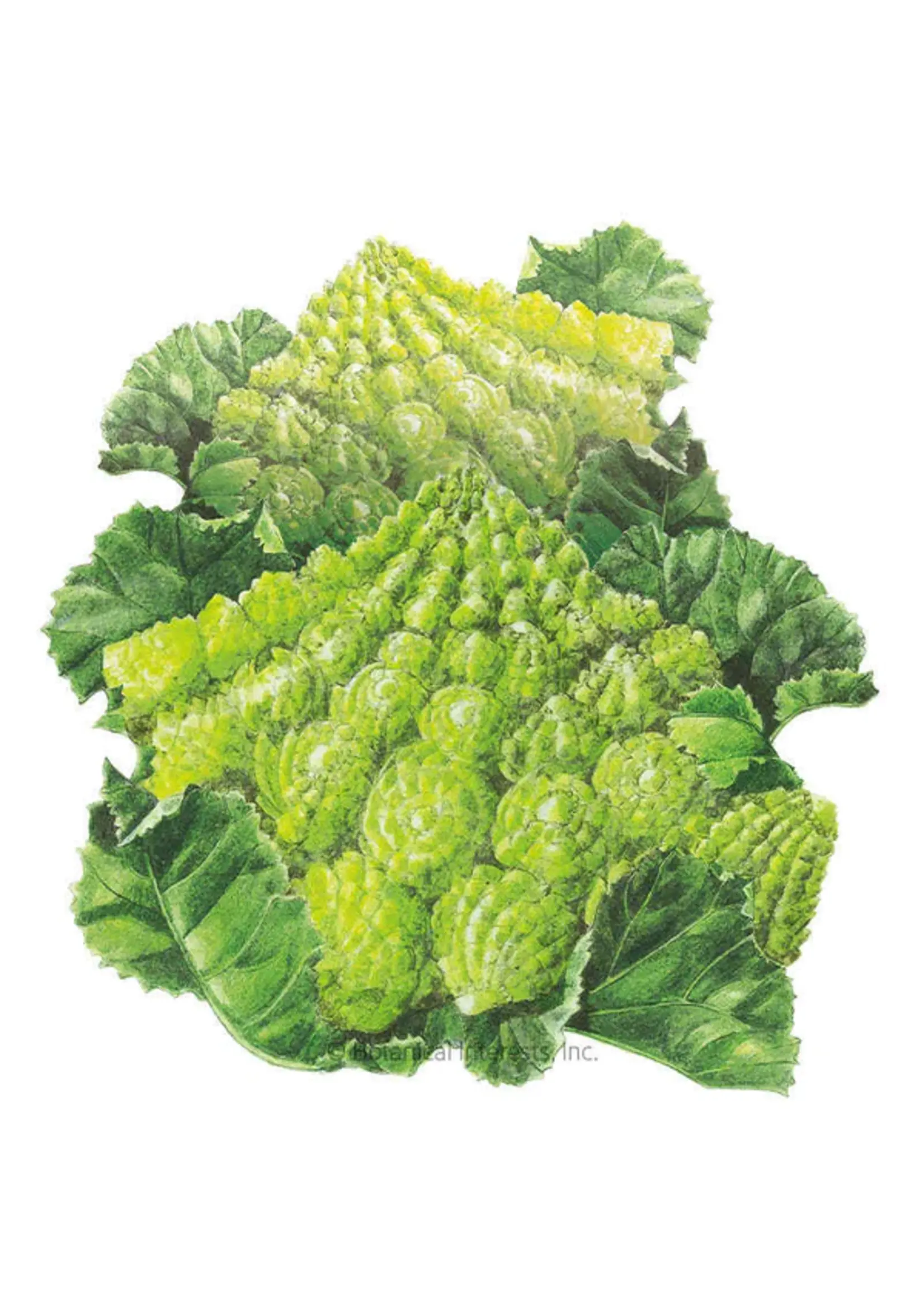 Botanical Interests Cauliflower Romanesco