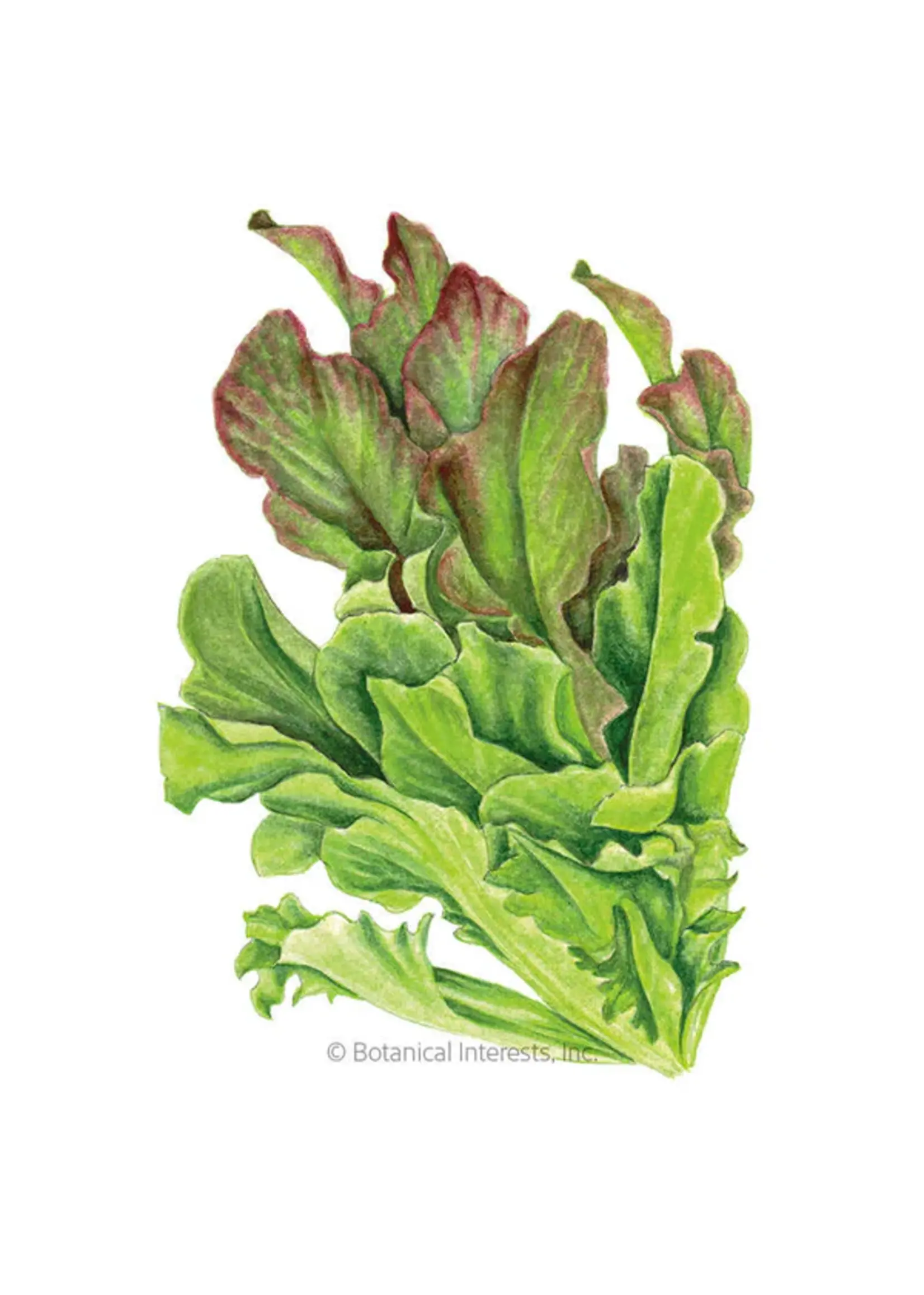 Botanical Interests Lettuce Leaf Salad Bowl Blend Organic