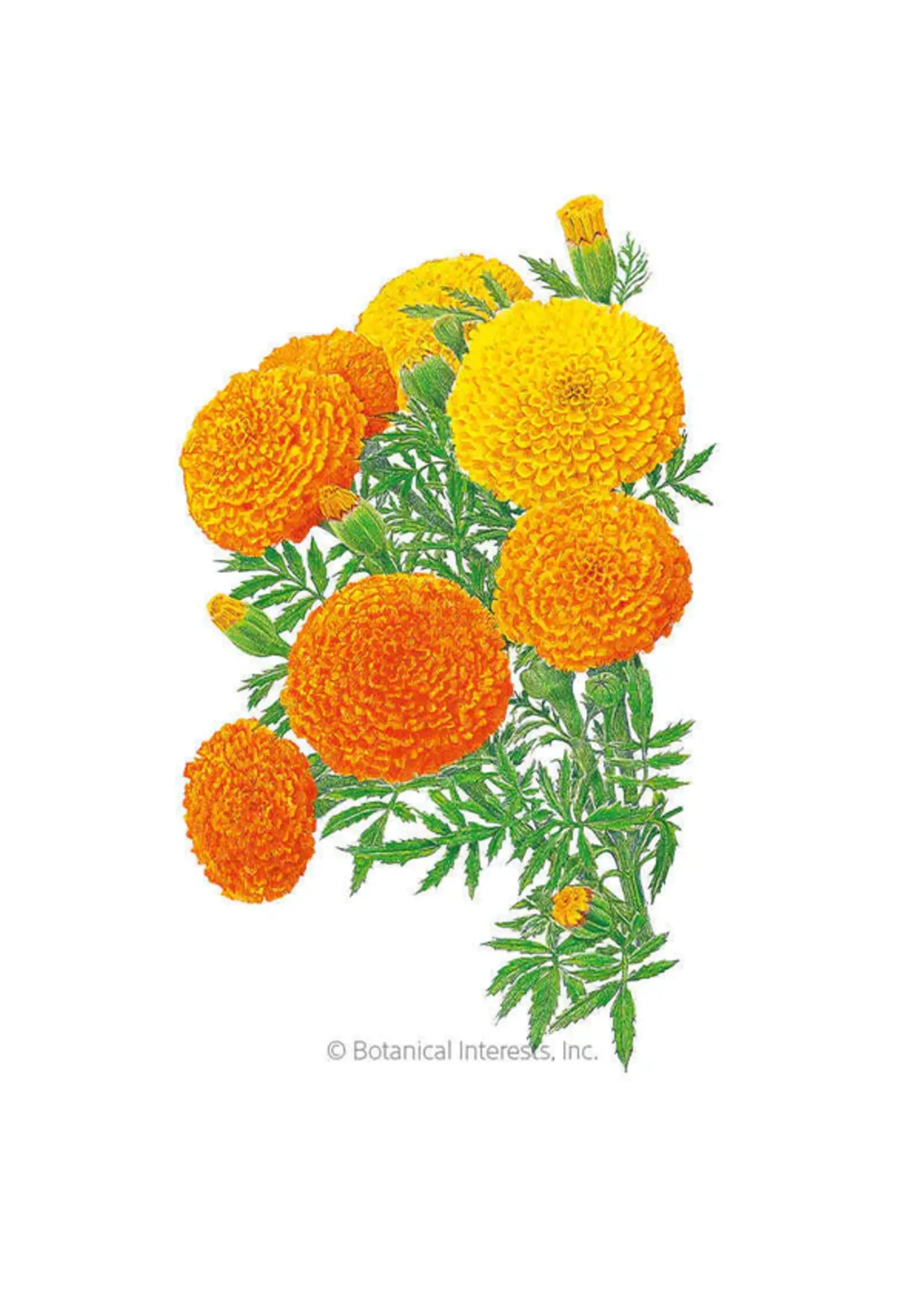 Botanical Interests Marigold African Crackerjack