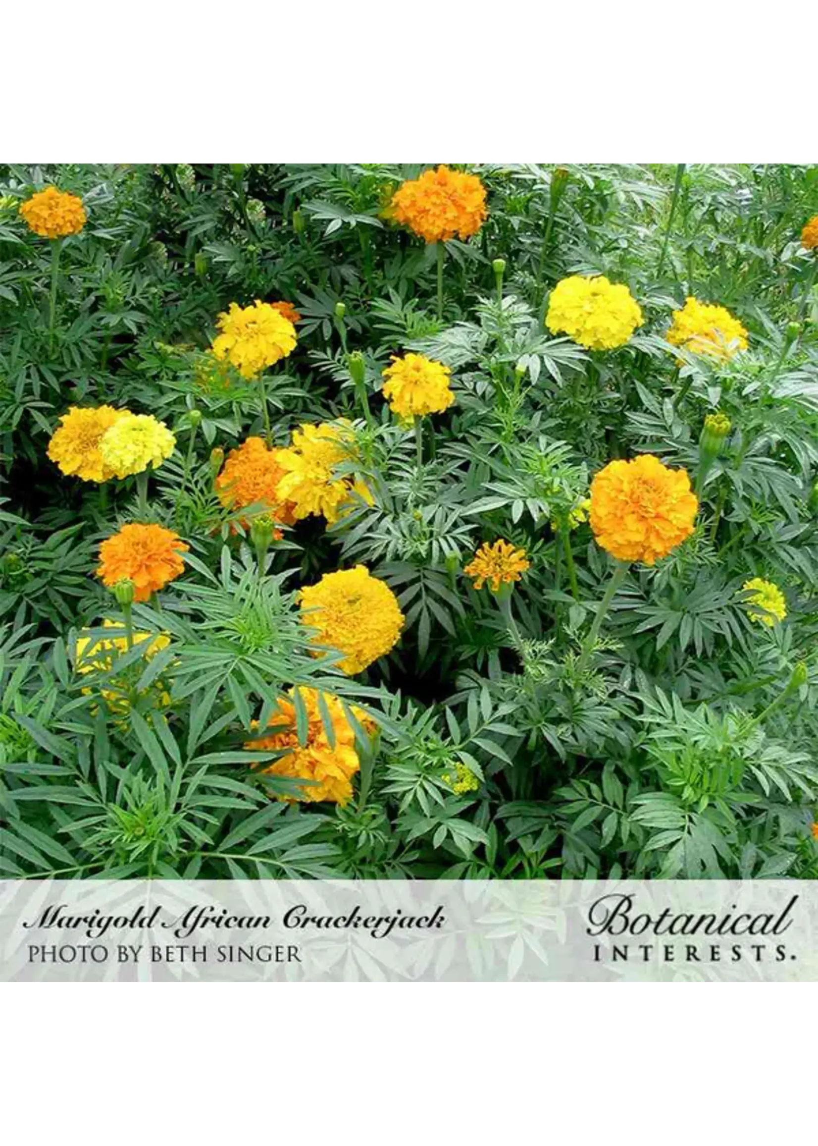 Botanical Interests Marigold African Crackerjack