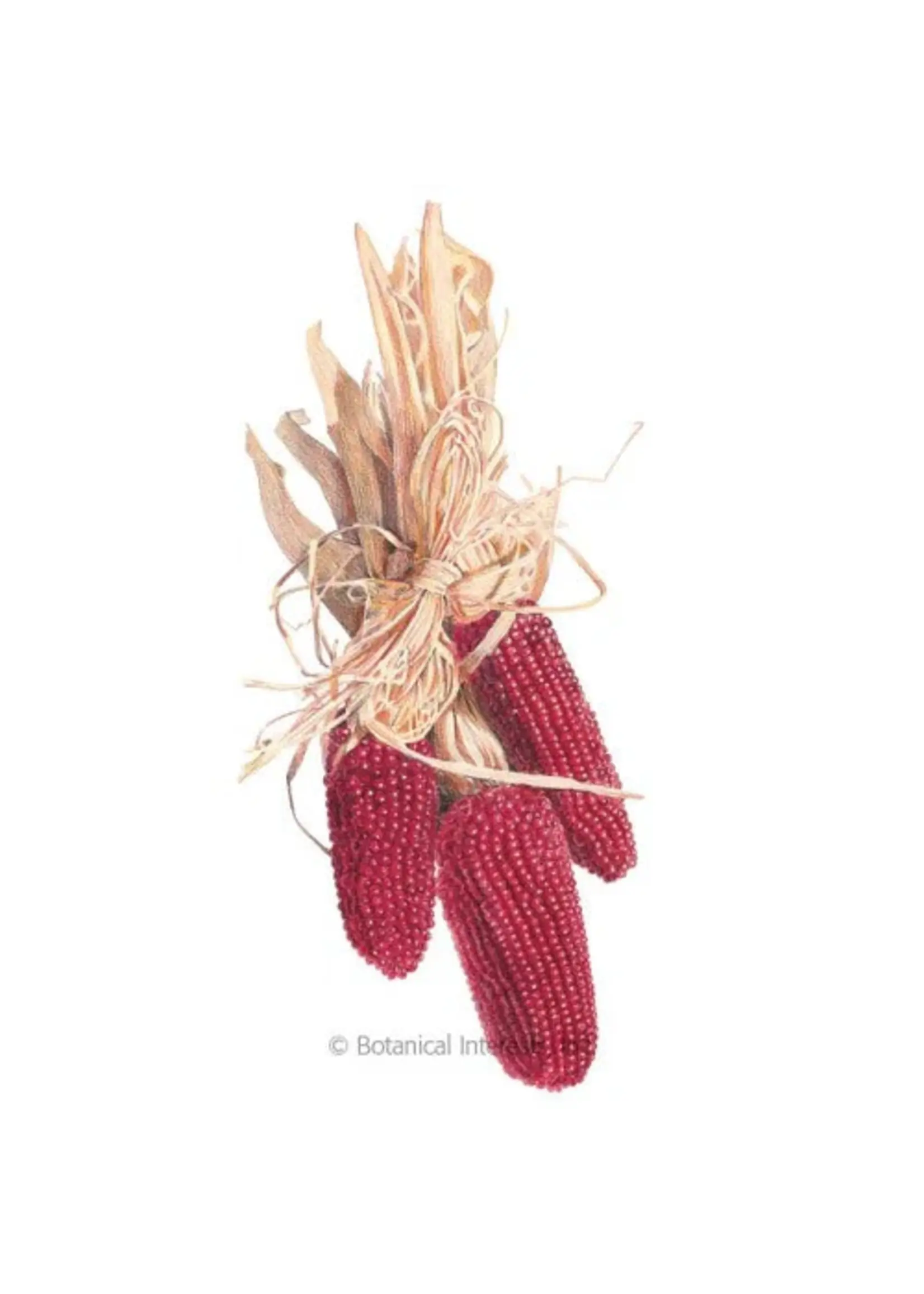 Botanical Interests Corn Popcorn Strawberry