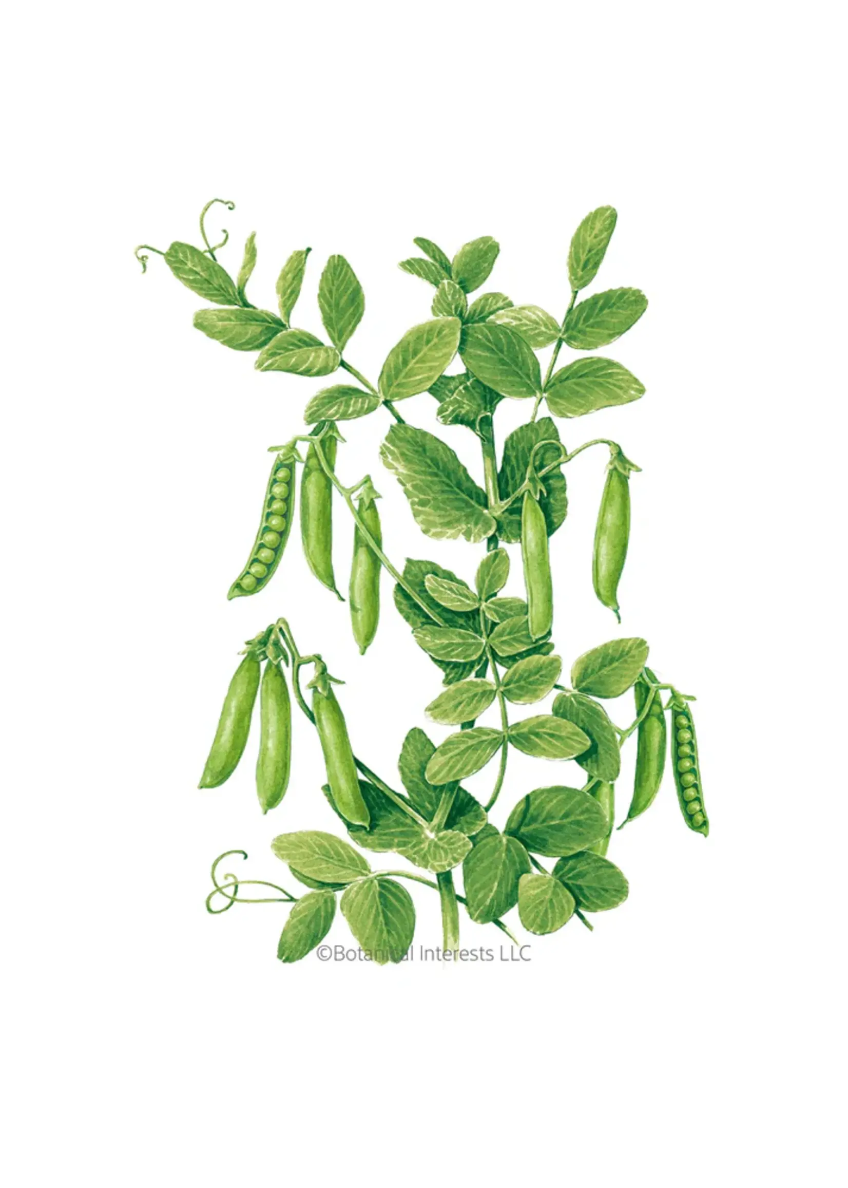 Botanical Interests Pea Shelling Petite Little Marvel