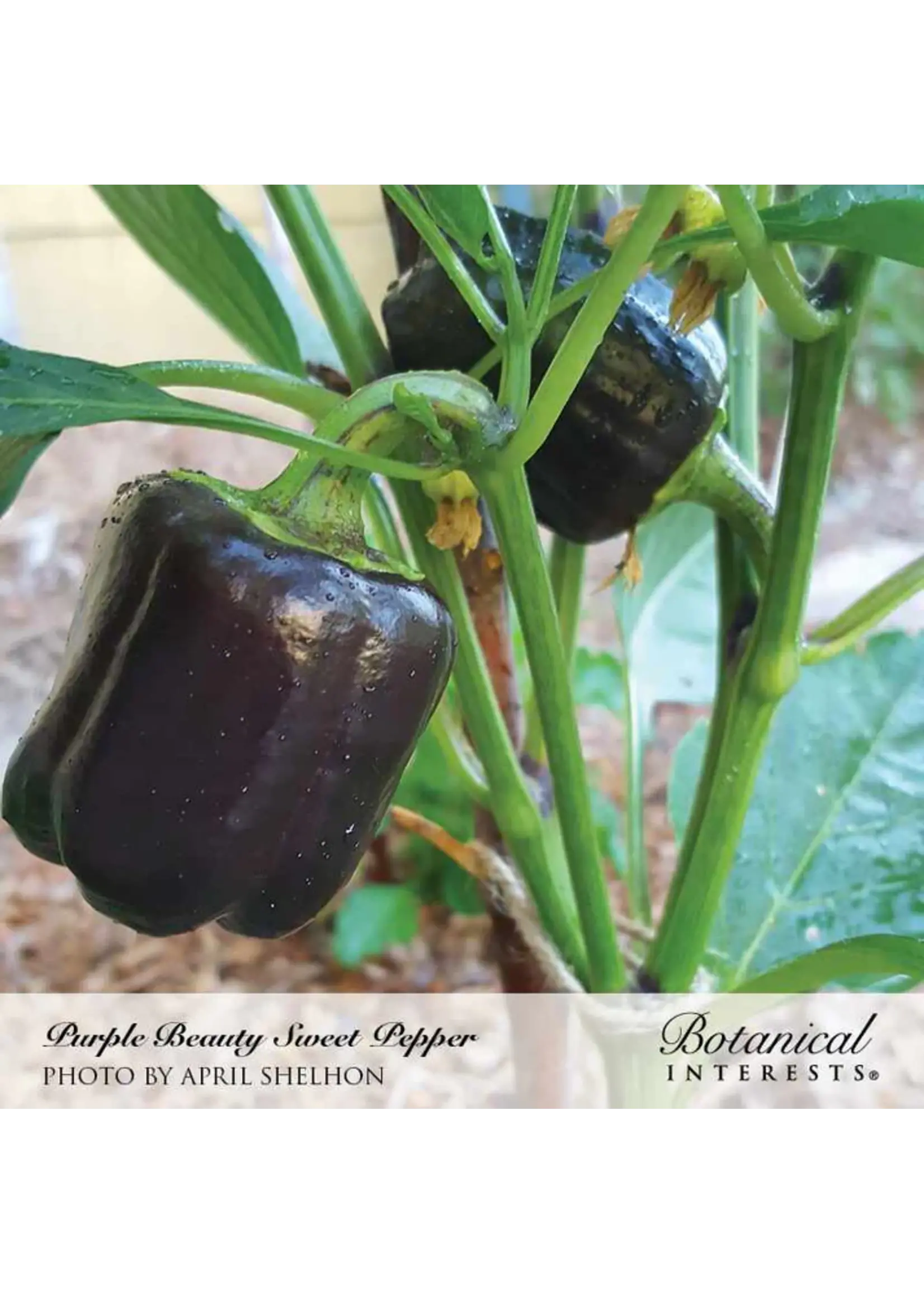 Botanical Interests Pepper Sweet Purple Beauty