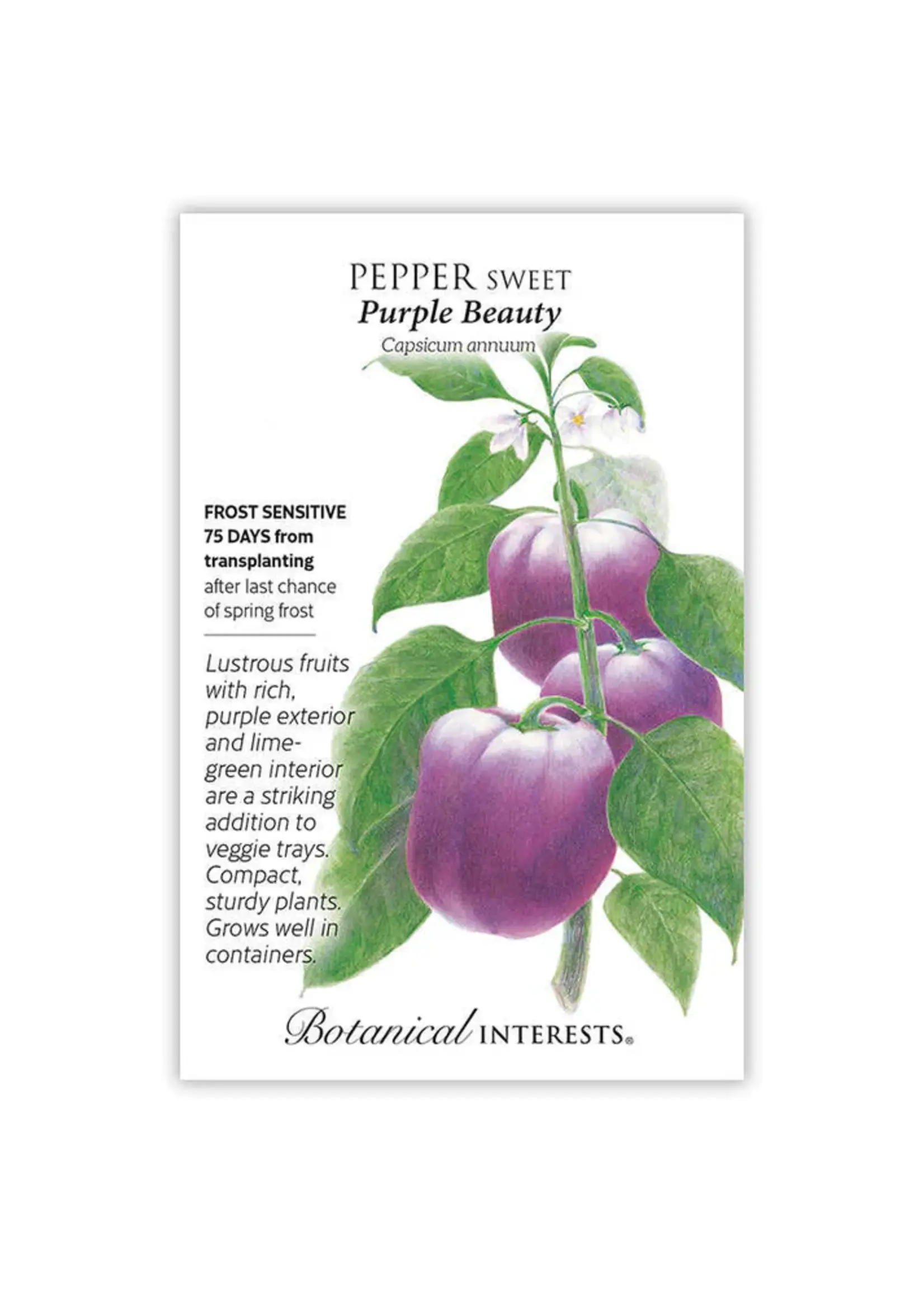 Botanical Interests Pepper Sweet Purple Beauty