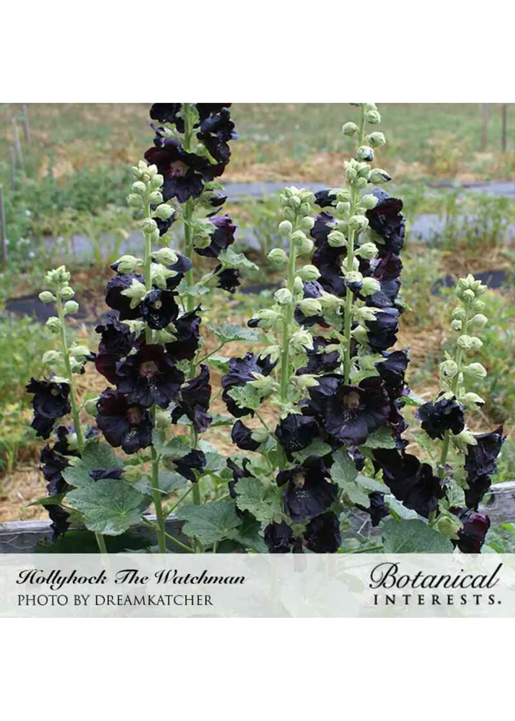 Botanical Interests Hollyhock The Watchman