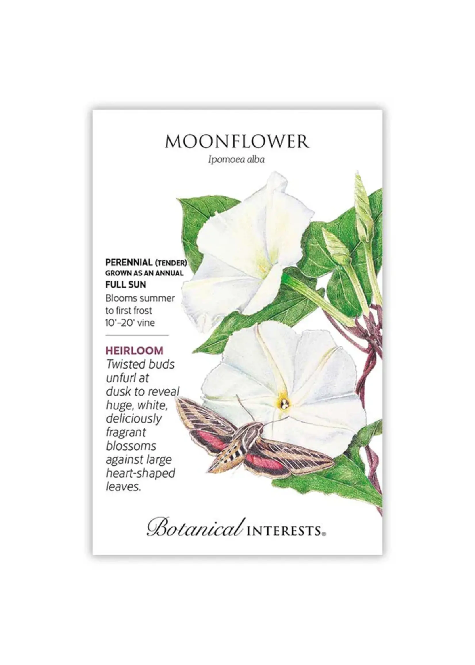 Botanical Interests Moonflower
