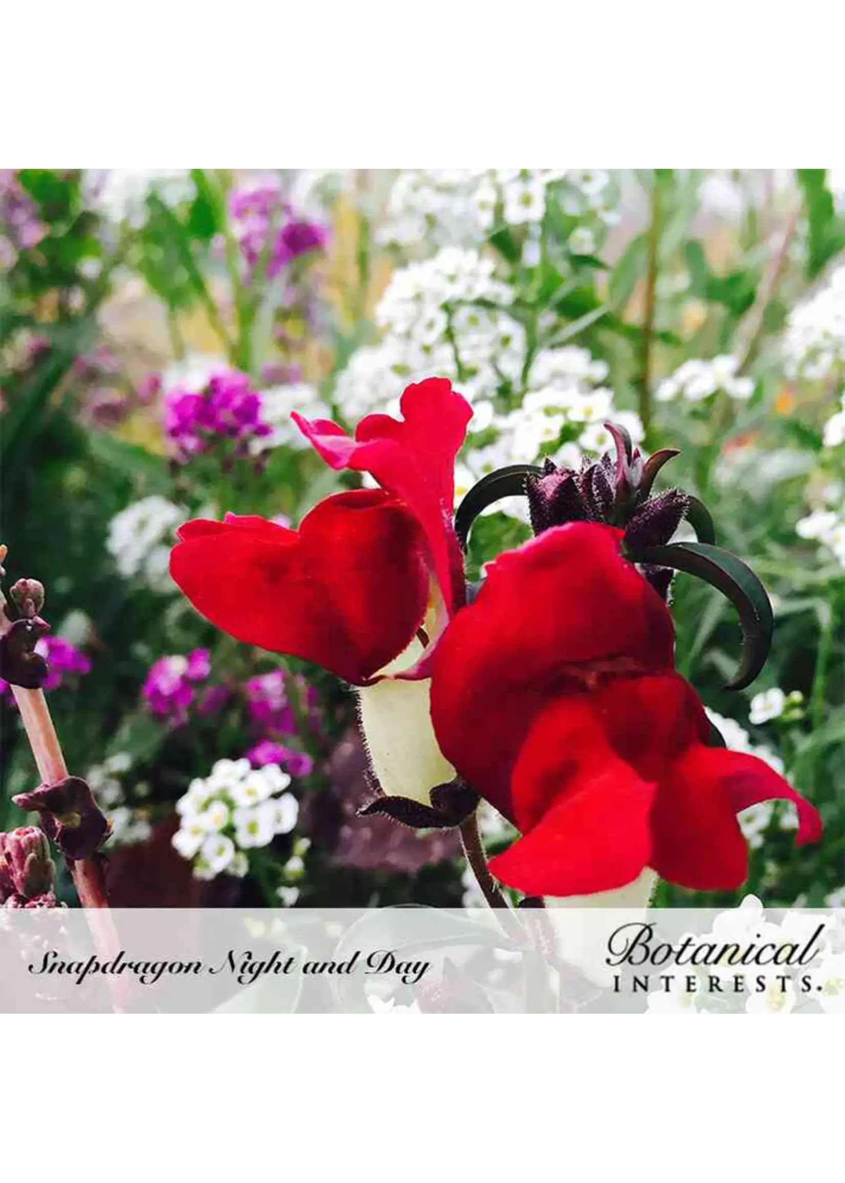 Botanical Interests Snapdragon Night and Day
