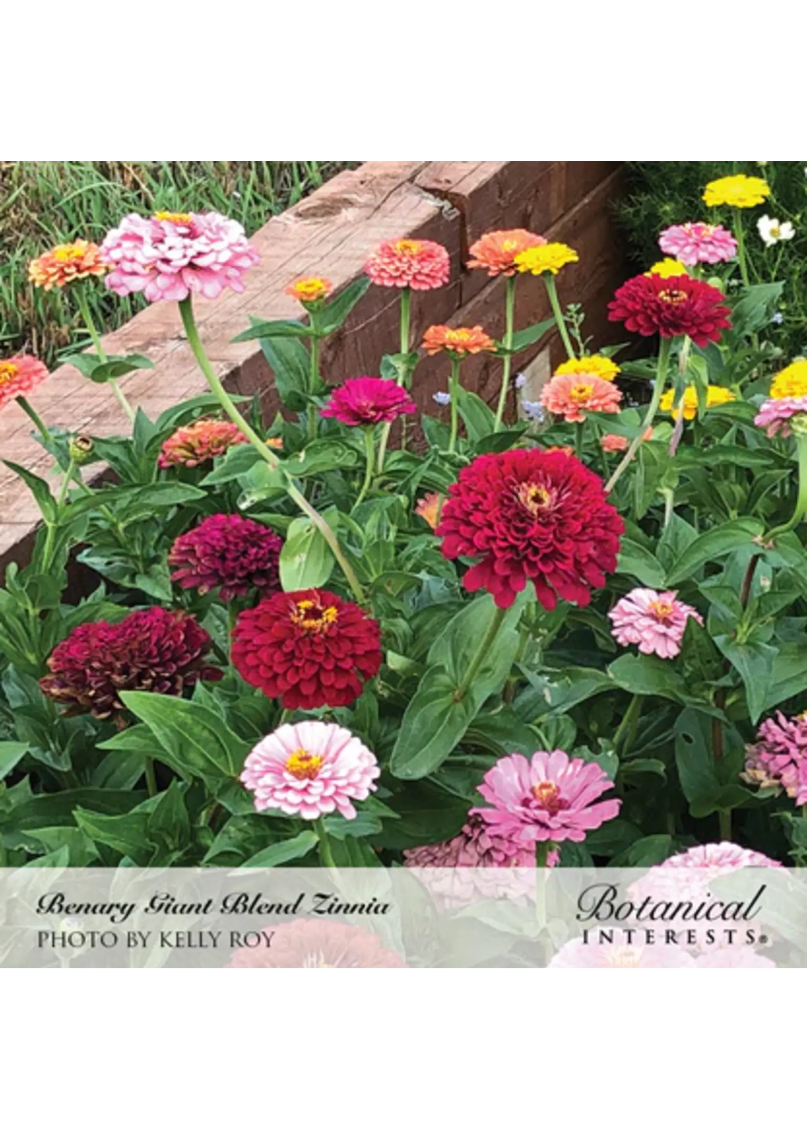 Botanical Interests Zinnia Benary's Giant Blend Organic