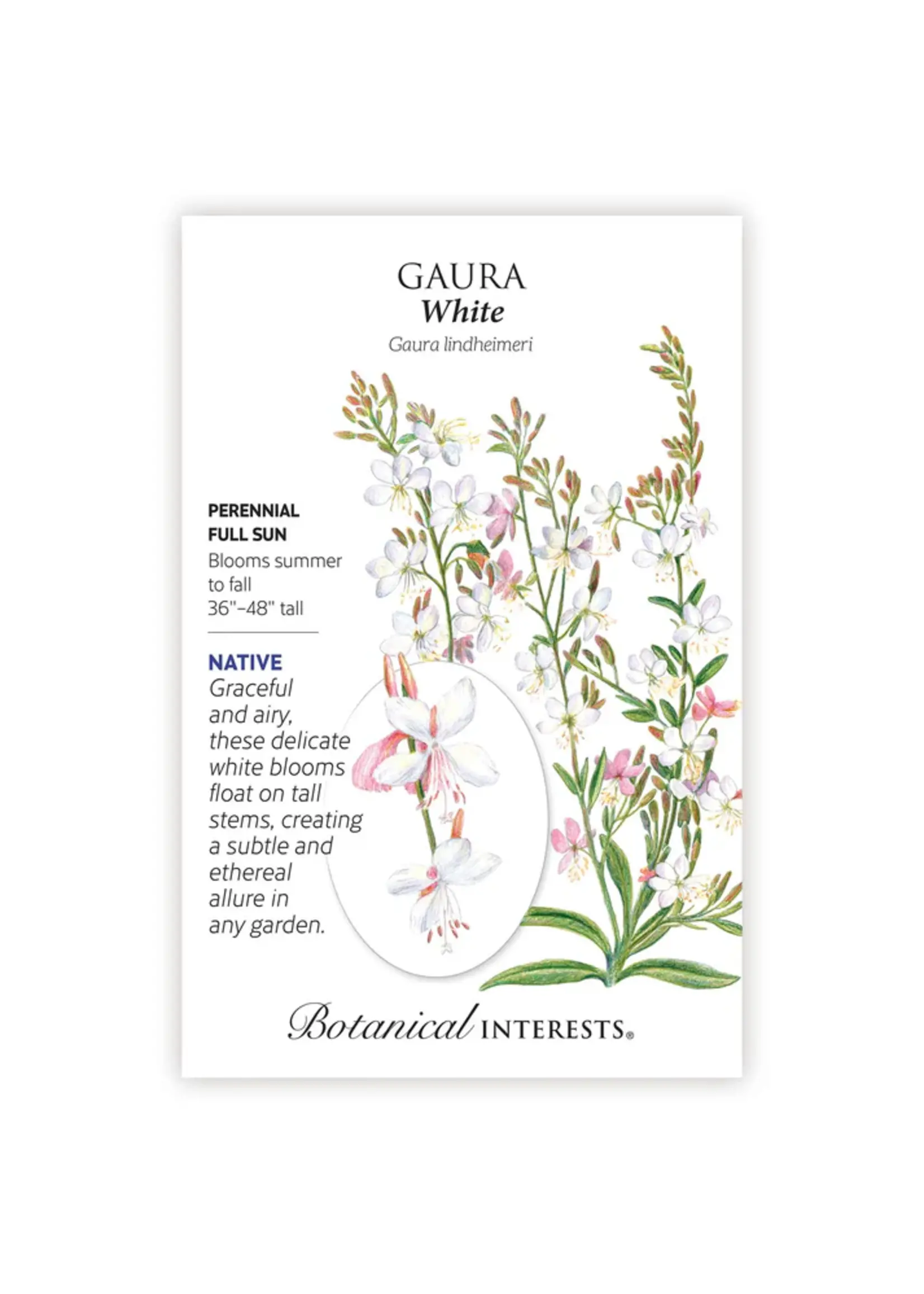 Botanical Interests Gaura White