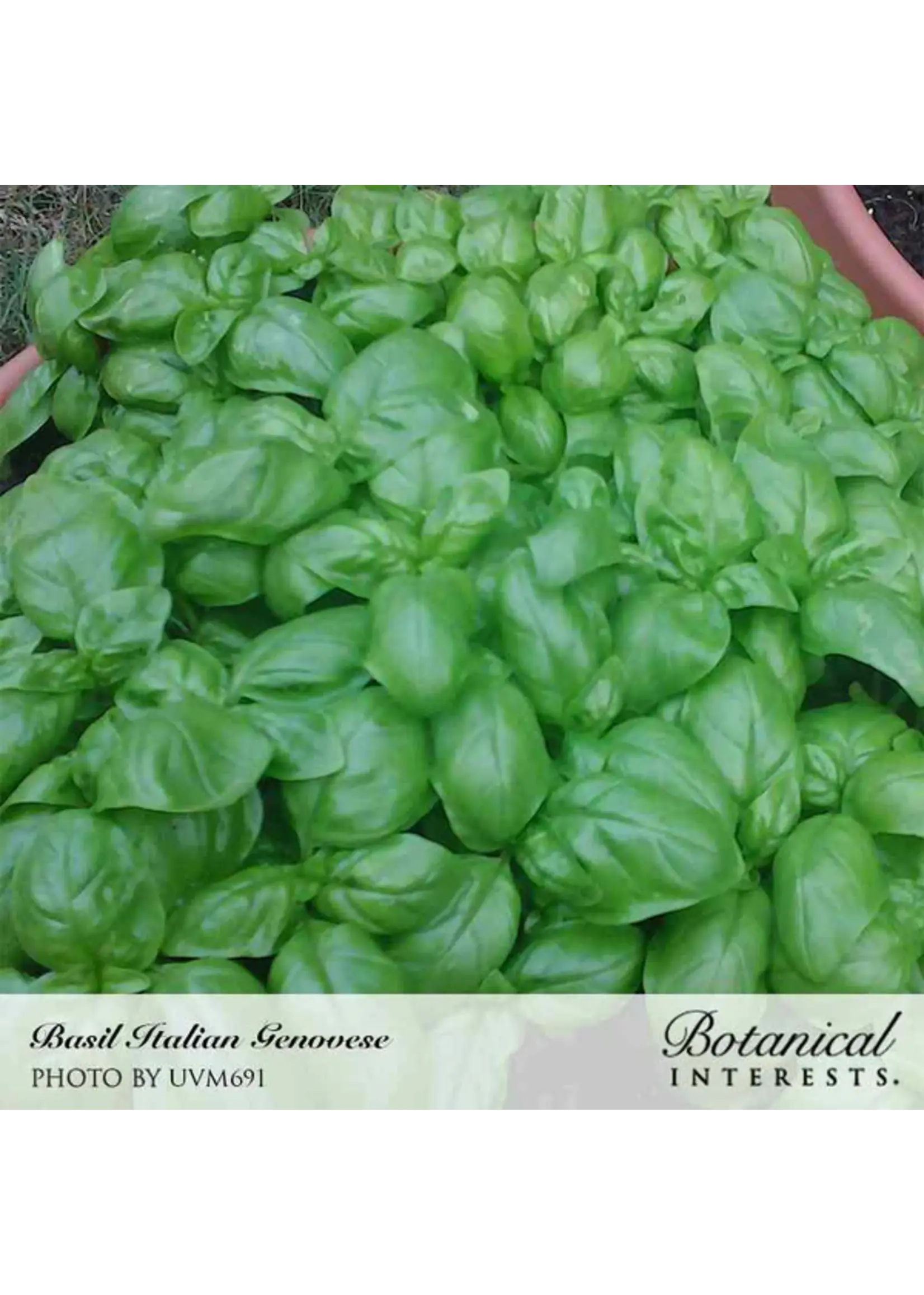 Botanical Interests Basil Italian Genovese Organic 6g
