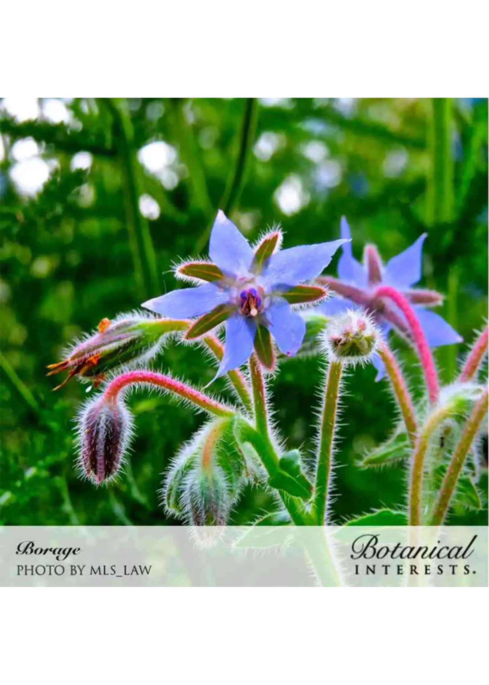 Botanical Interests Borage Organic