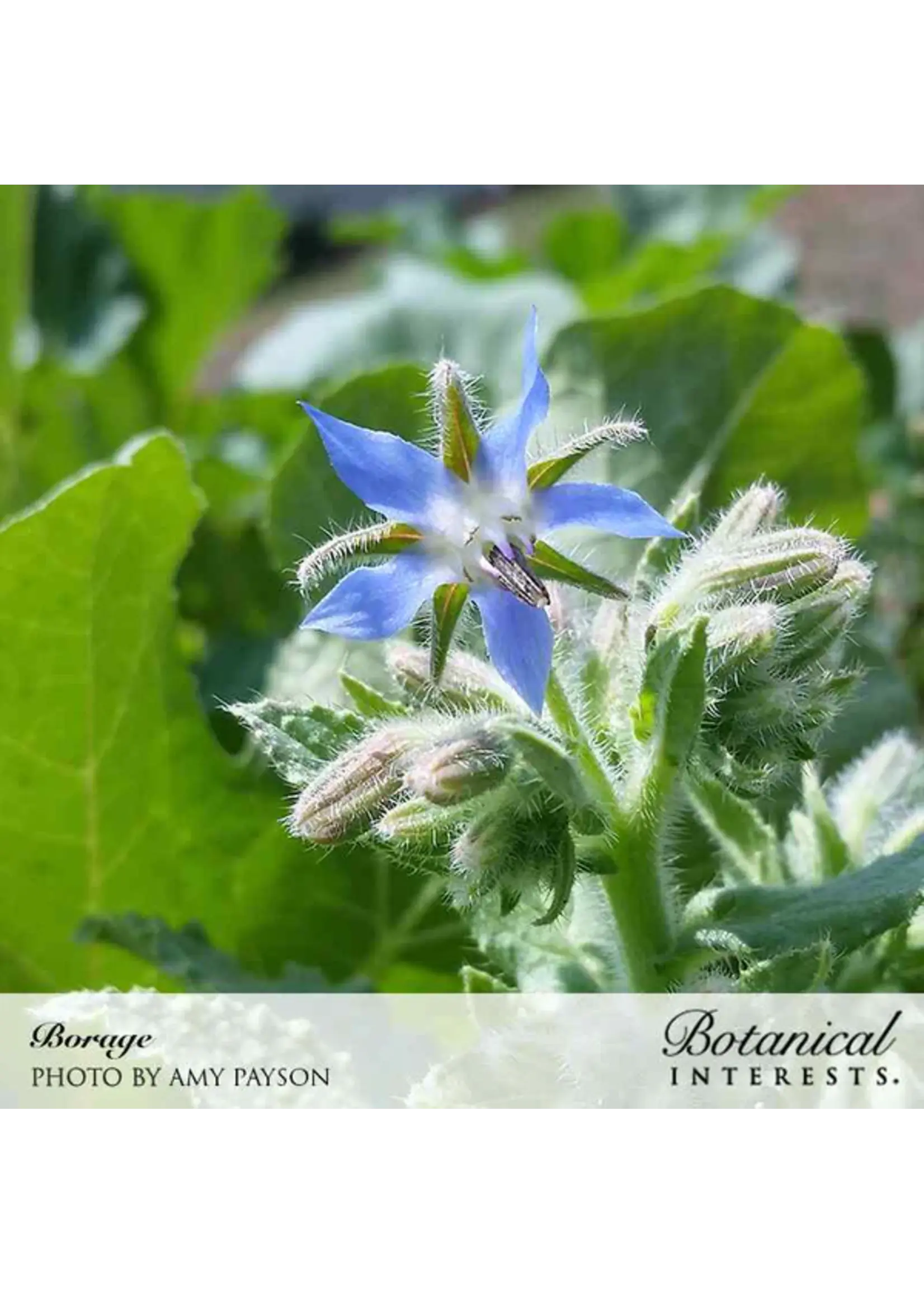 Botanical Interests Borage Organic