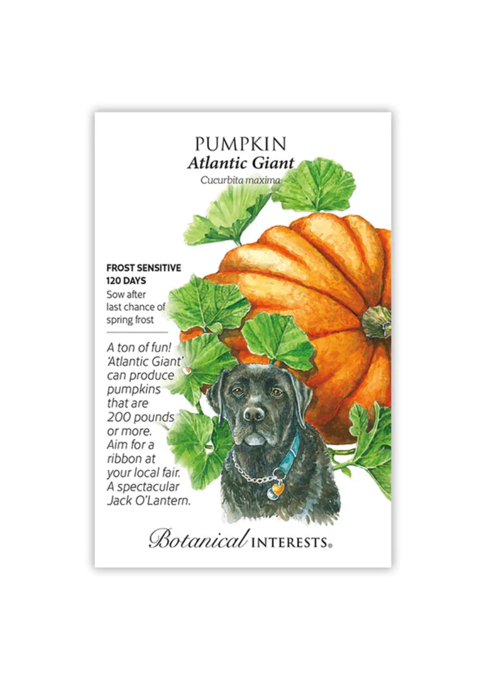 Botanical Interests Pumpkin Atlantic Giant