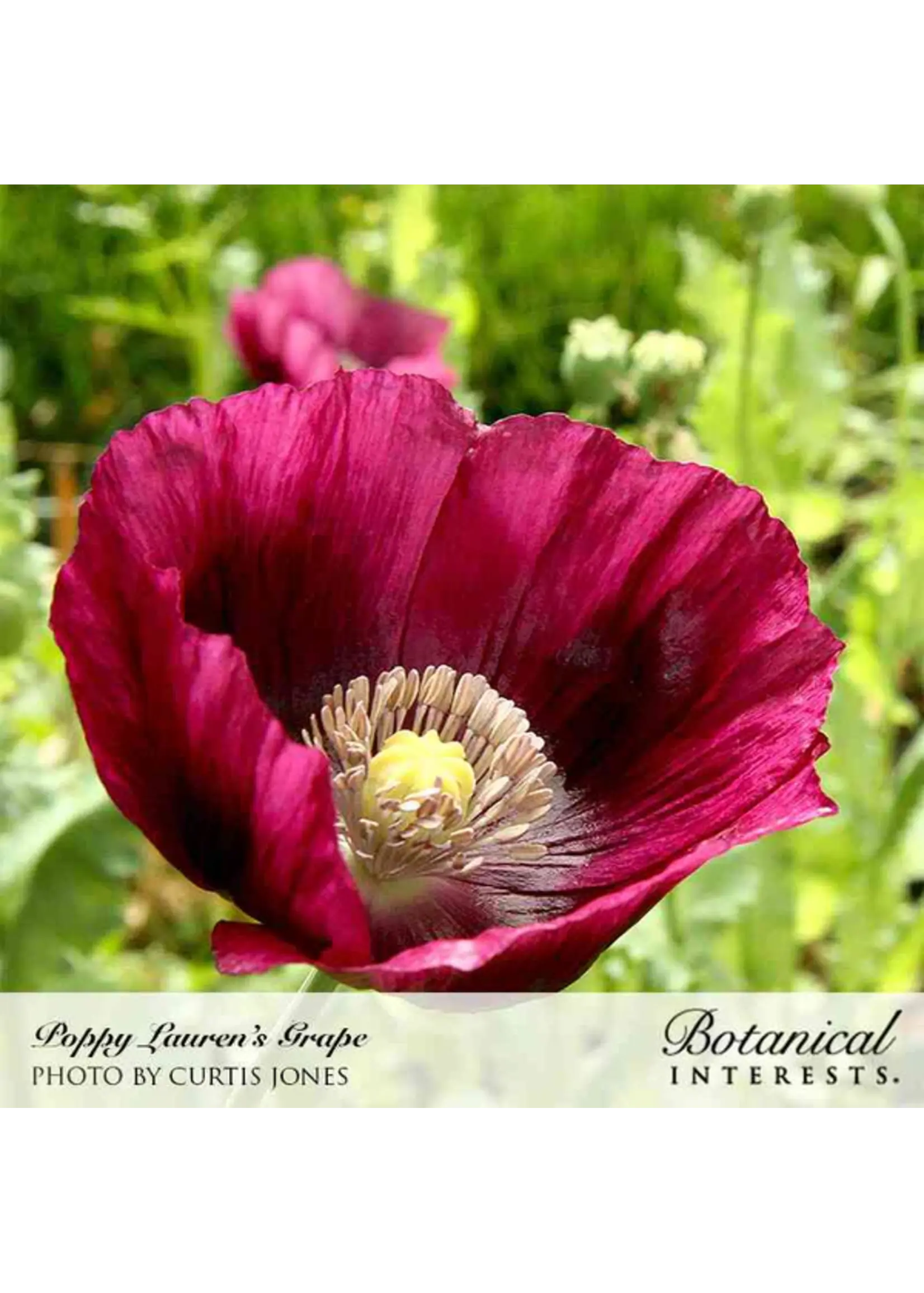 Botanical Interests Poppy Bread Lauren's Grape Organic