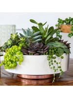 THE HC COMPANIES, INC. 8" Capri Bowl in Vanilla Bisque