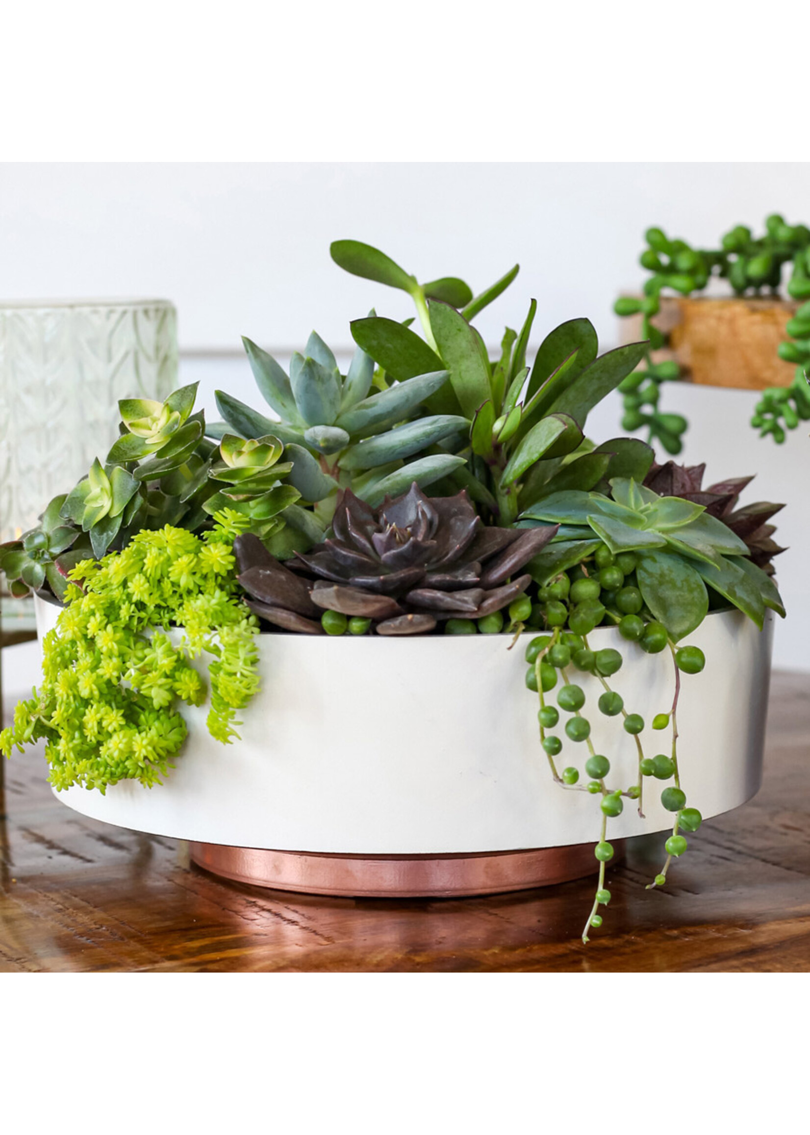 THE HC COMPANIES, INC. 8 Inch Capri Bowl Planter in Vanilla Bisque