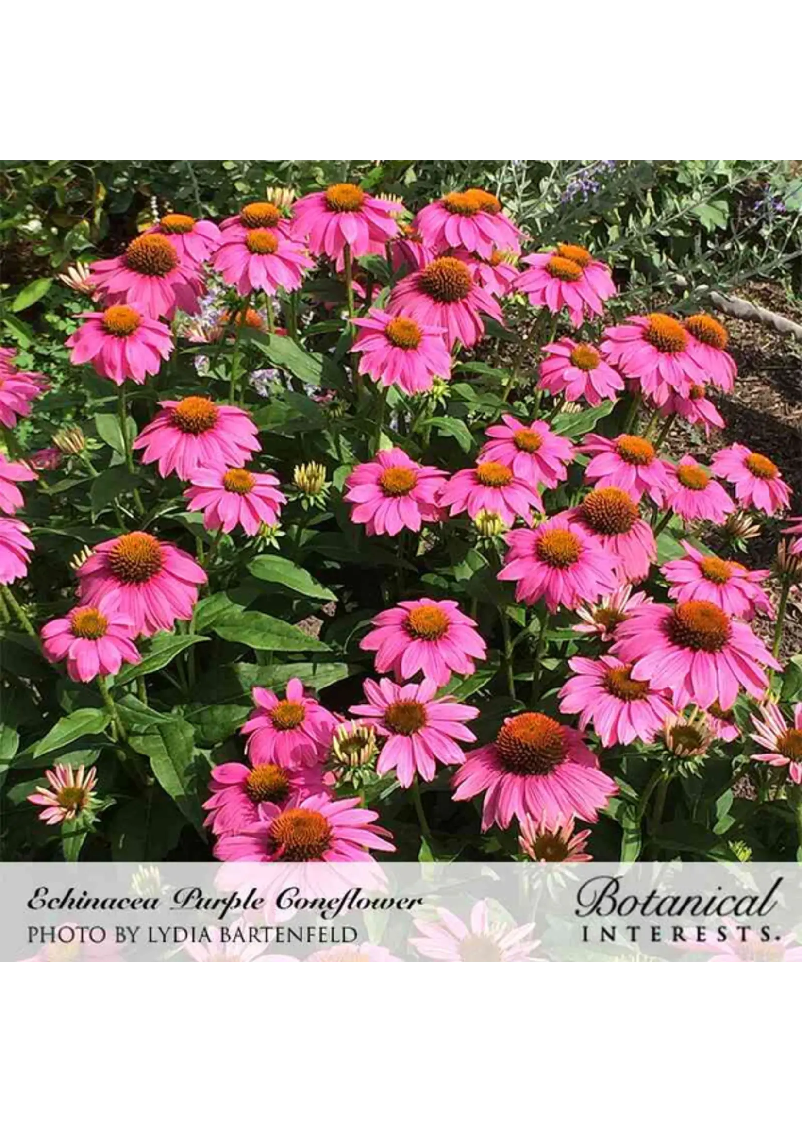 Botanical Interests Echinacea Purple Coneflower Organic