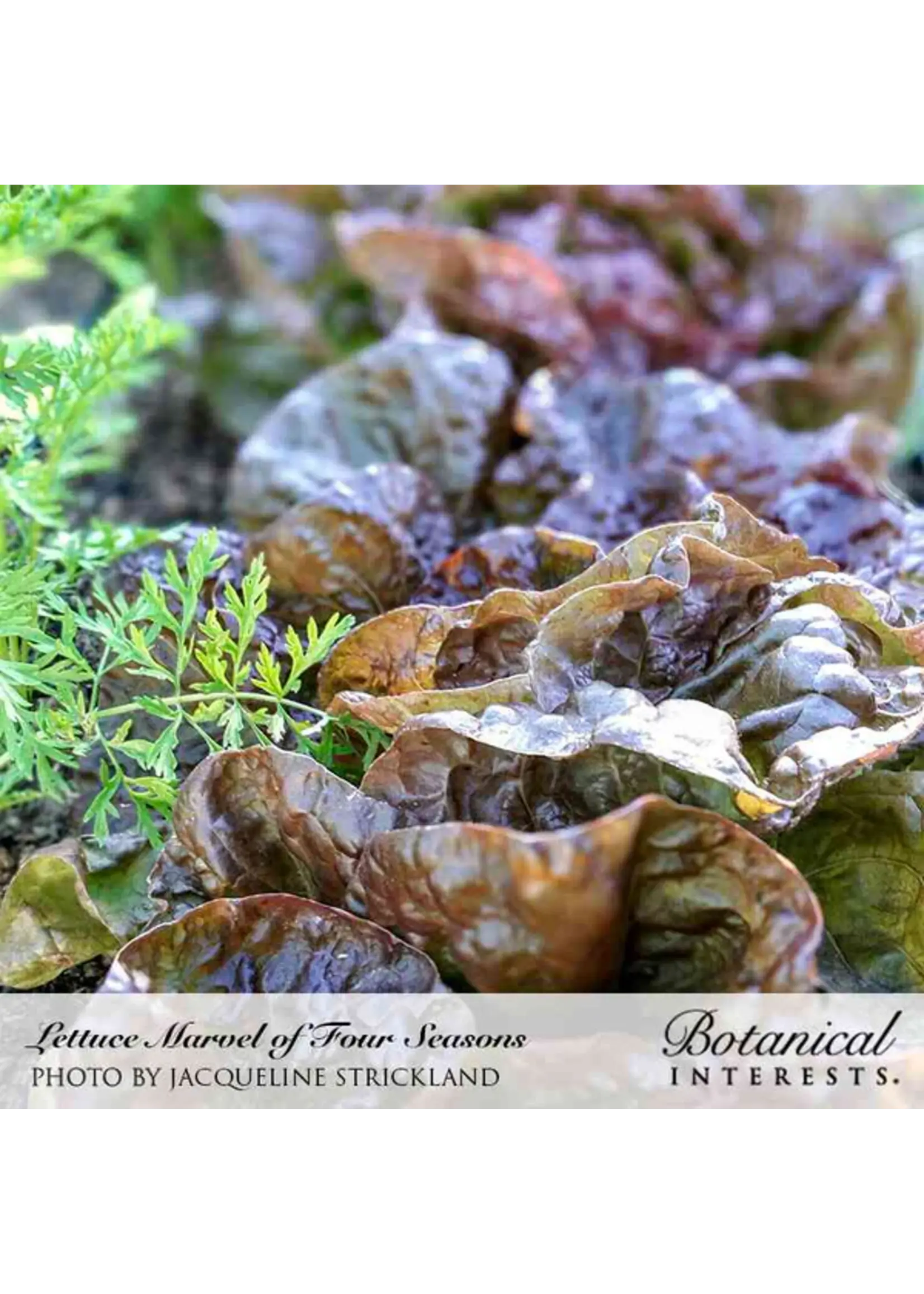 Botanical Interests Lettuce Butterhead Marvel Organic