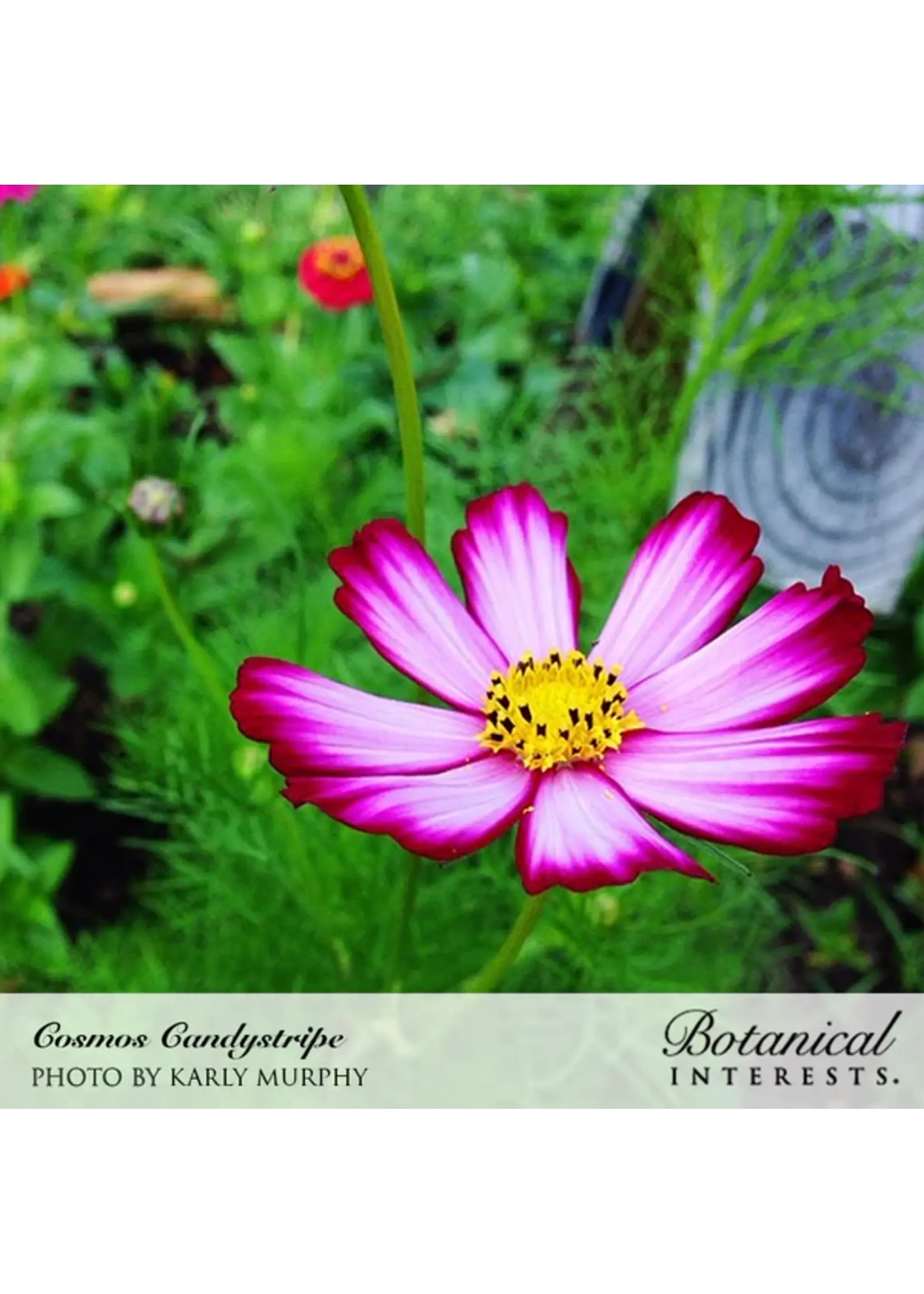 Botanical Interests Cosmos Candystripe