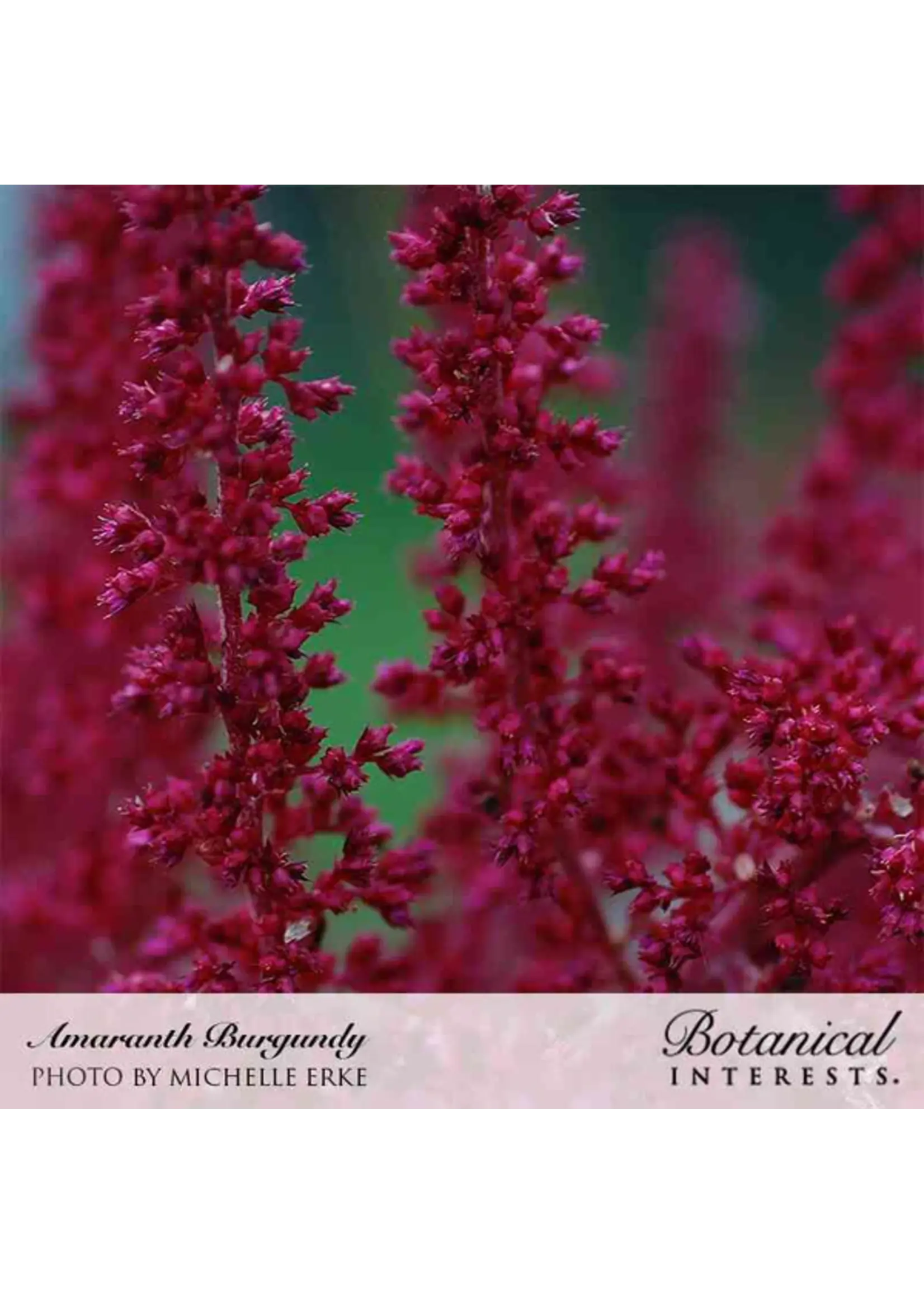 Botanical Interests Amaranth Burgundy Organic