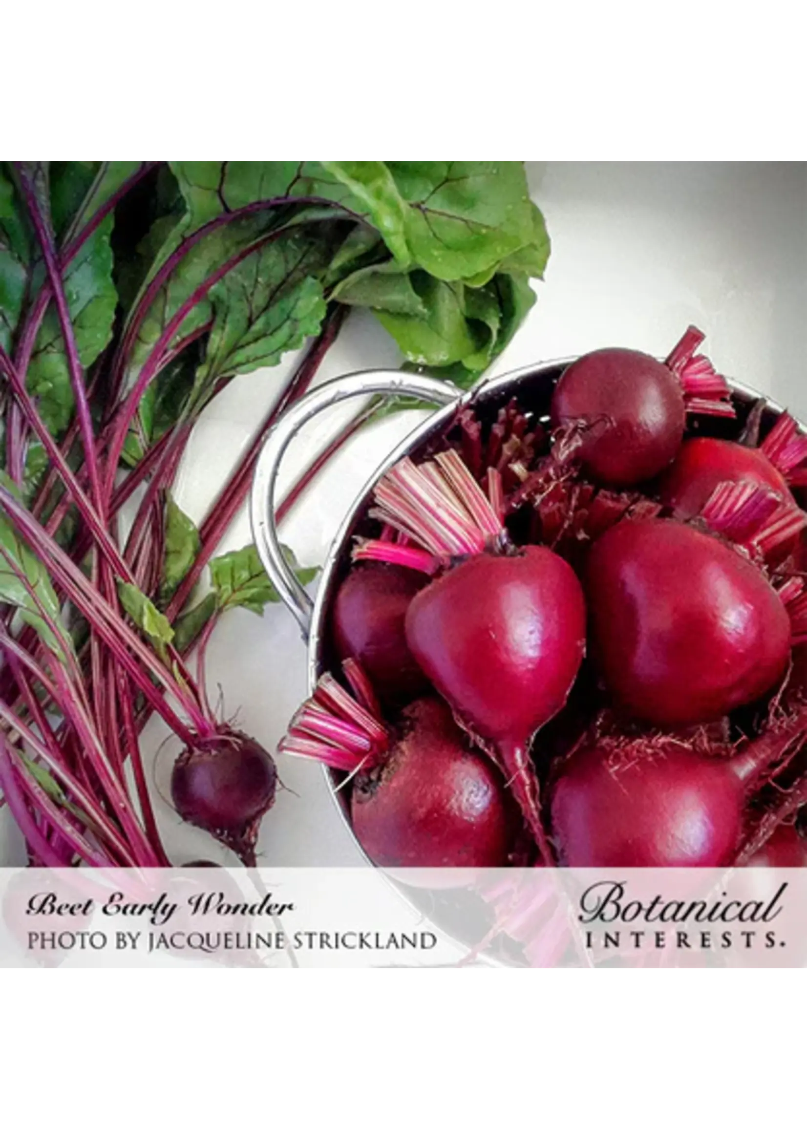 Botanical Interests Beet (red) Early Wonder Organic