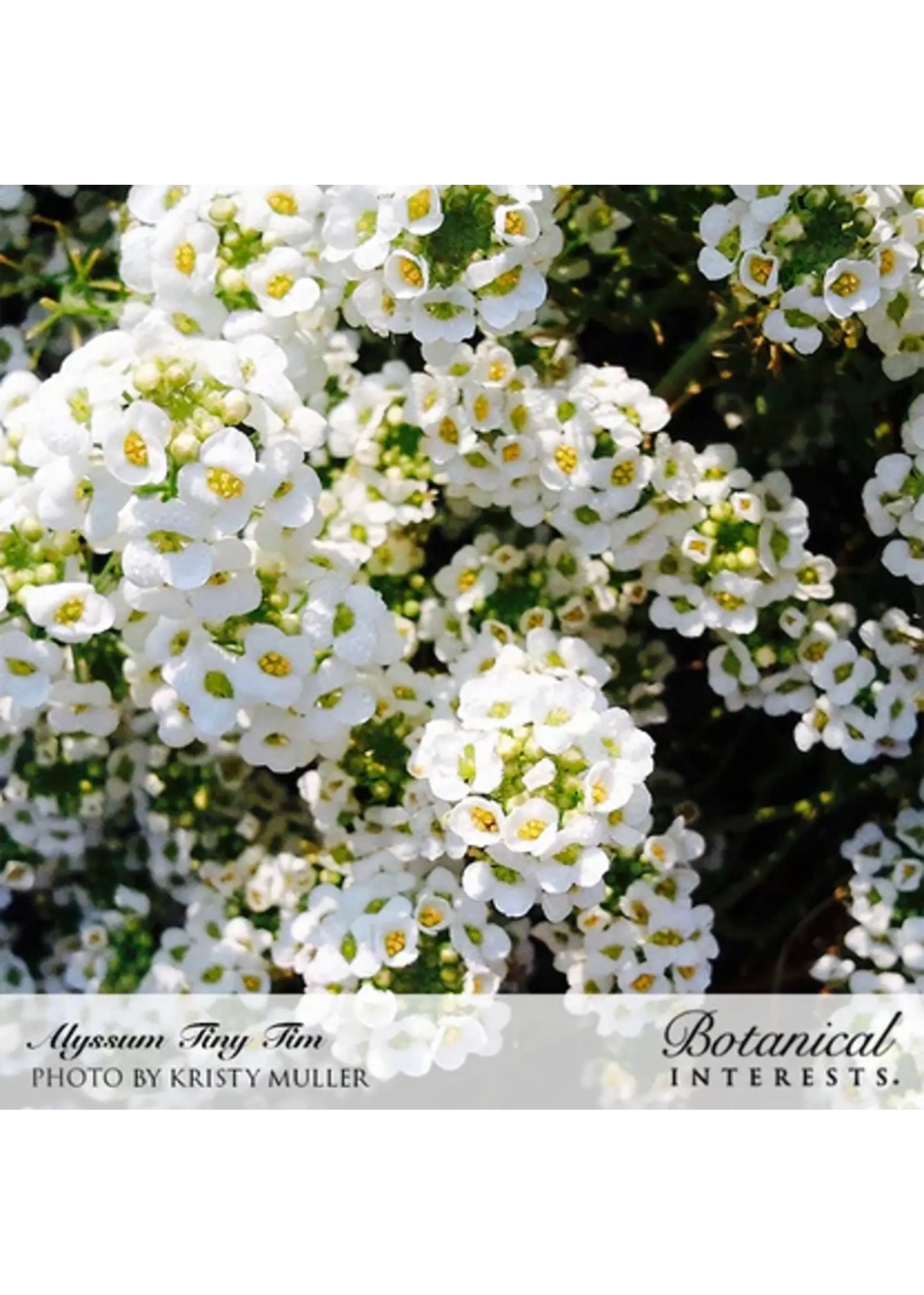 Botanical Interests Alyssum Sweet Tiny Tim