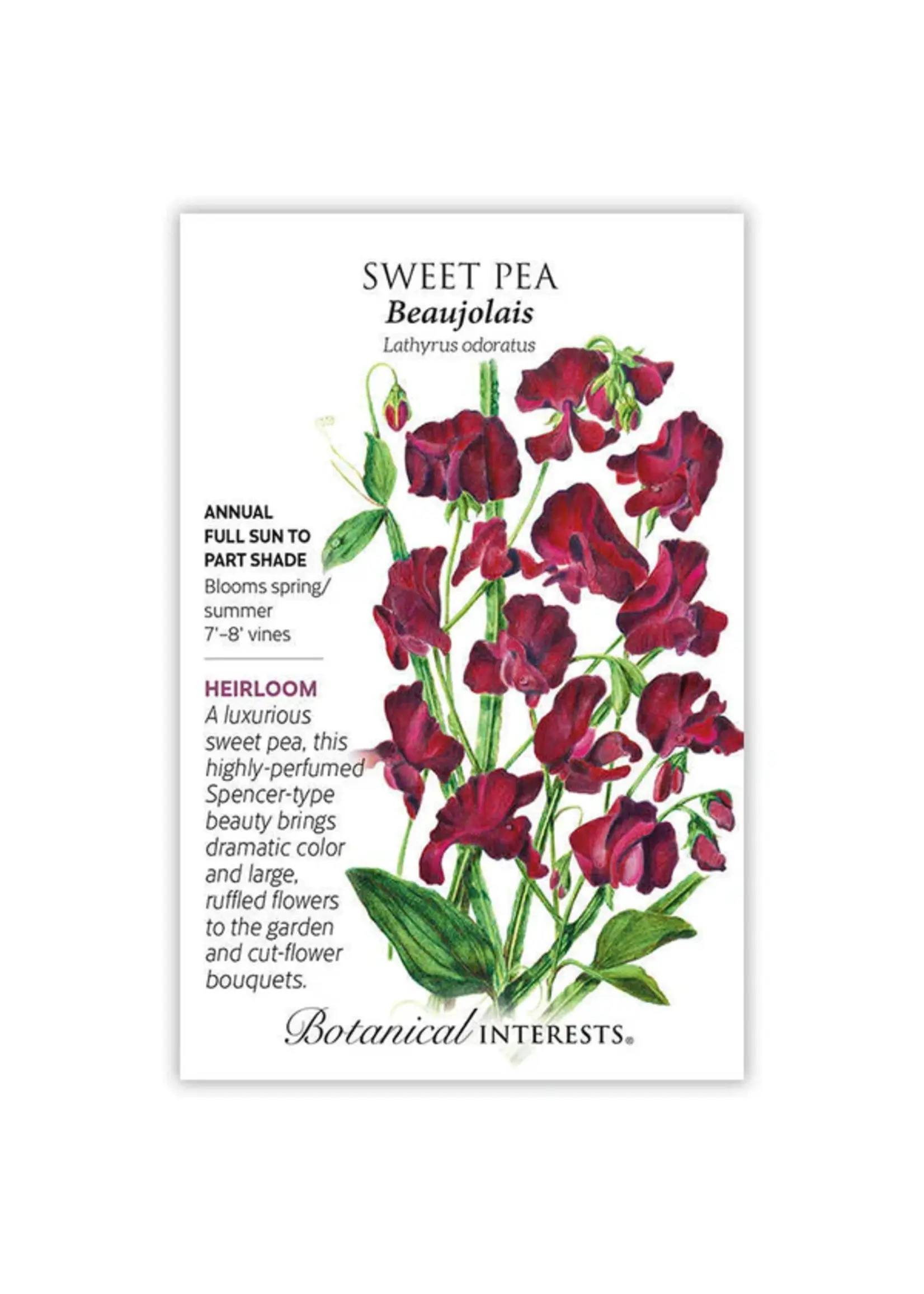 Botanical Interests Sweet Pea Beaujolais
