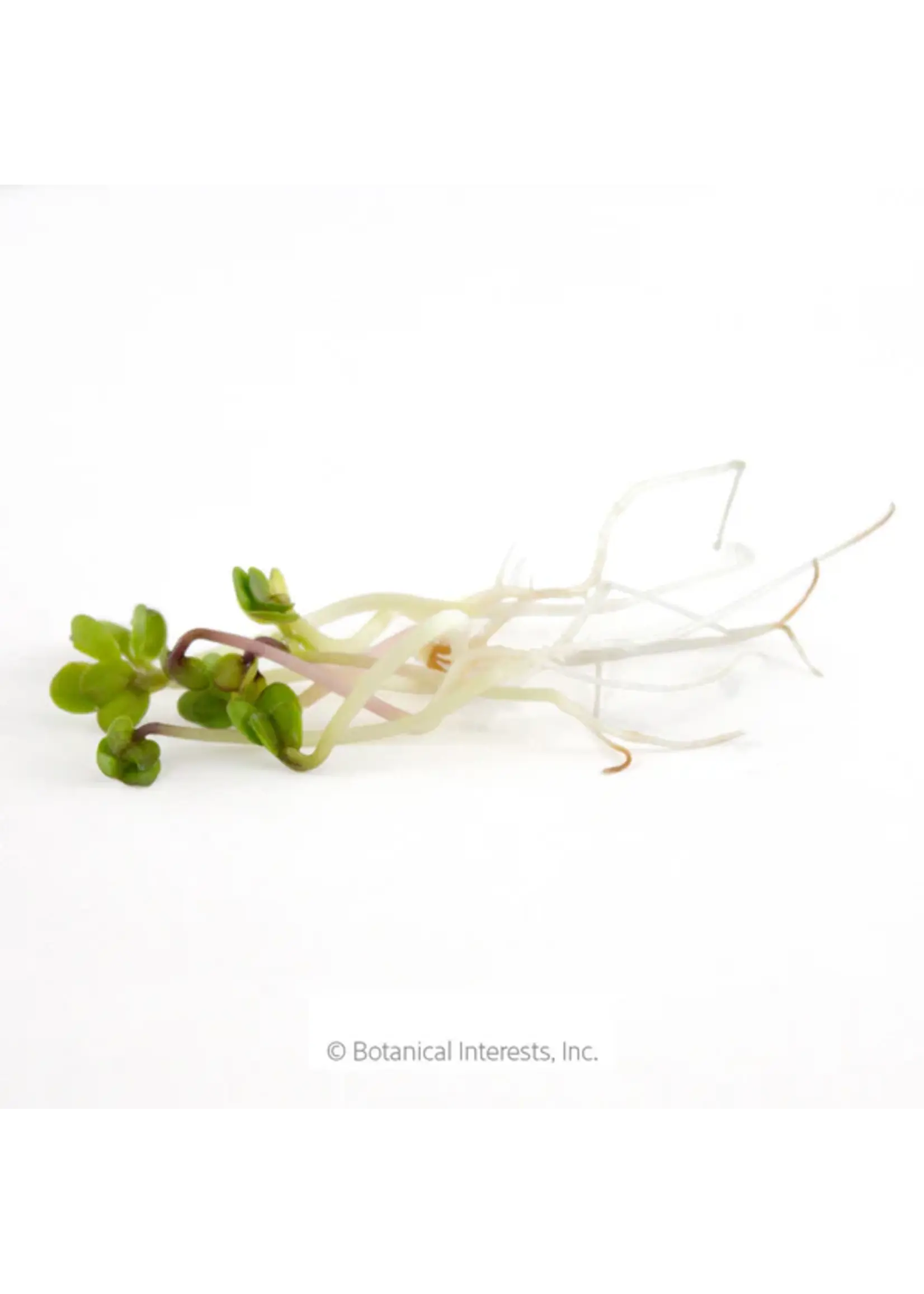 Botanical Interests Sprouts Radish China Rose Organic