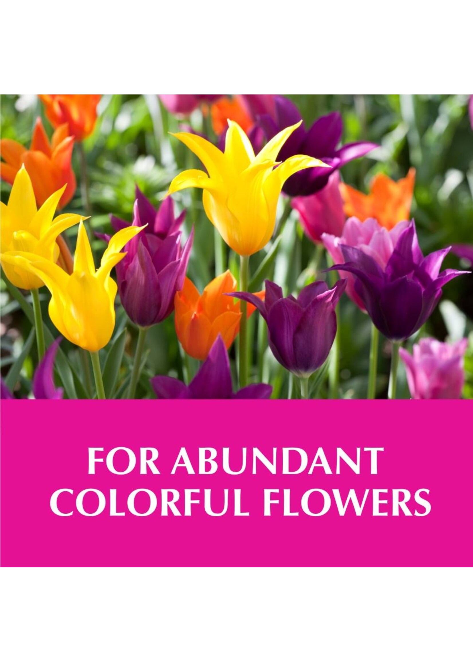 Alaska Alaska Morbloom 0-10-10 Gallon