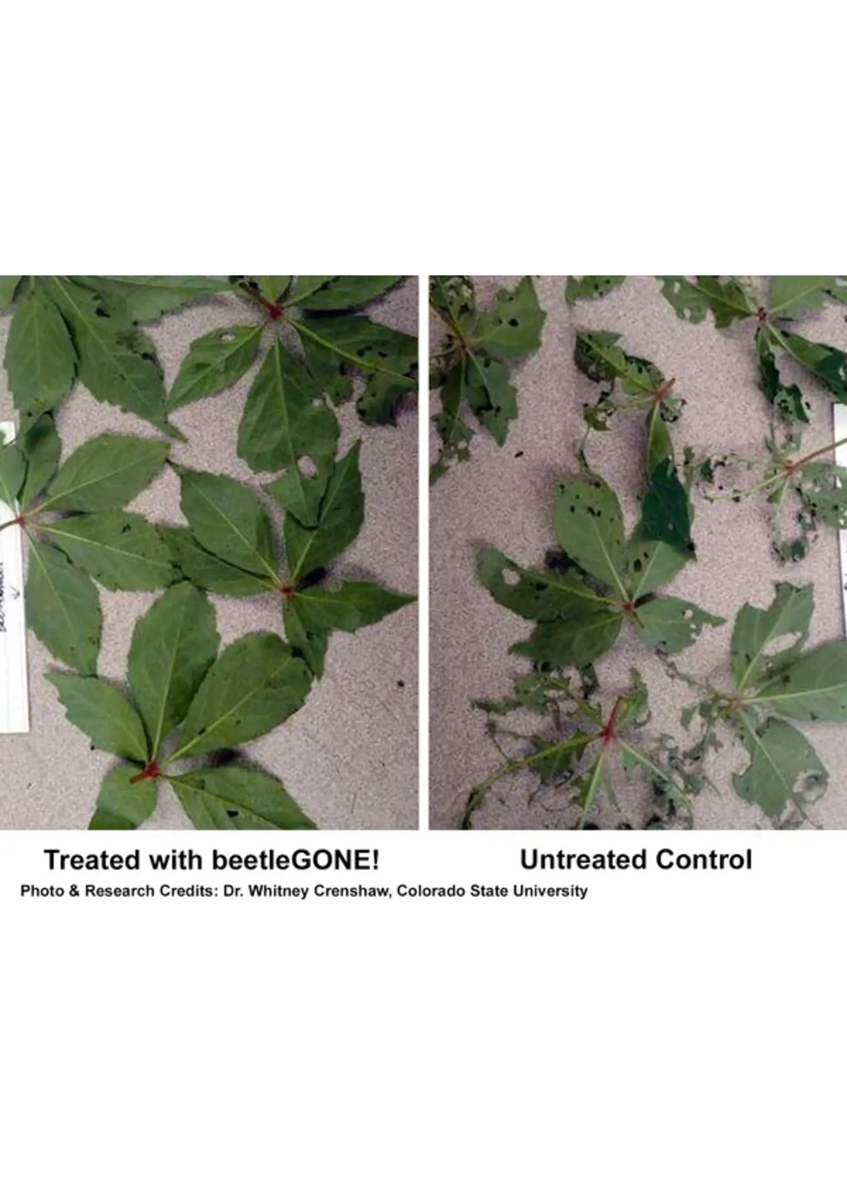 Phyllom BioProducts BeetleGONE! Water Dispersible Powder for Beetles 8oz