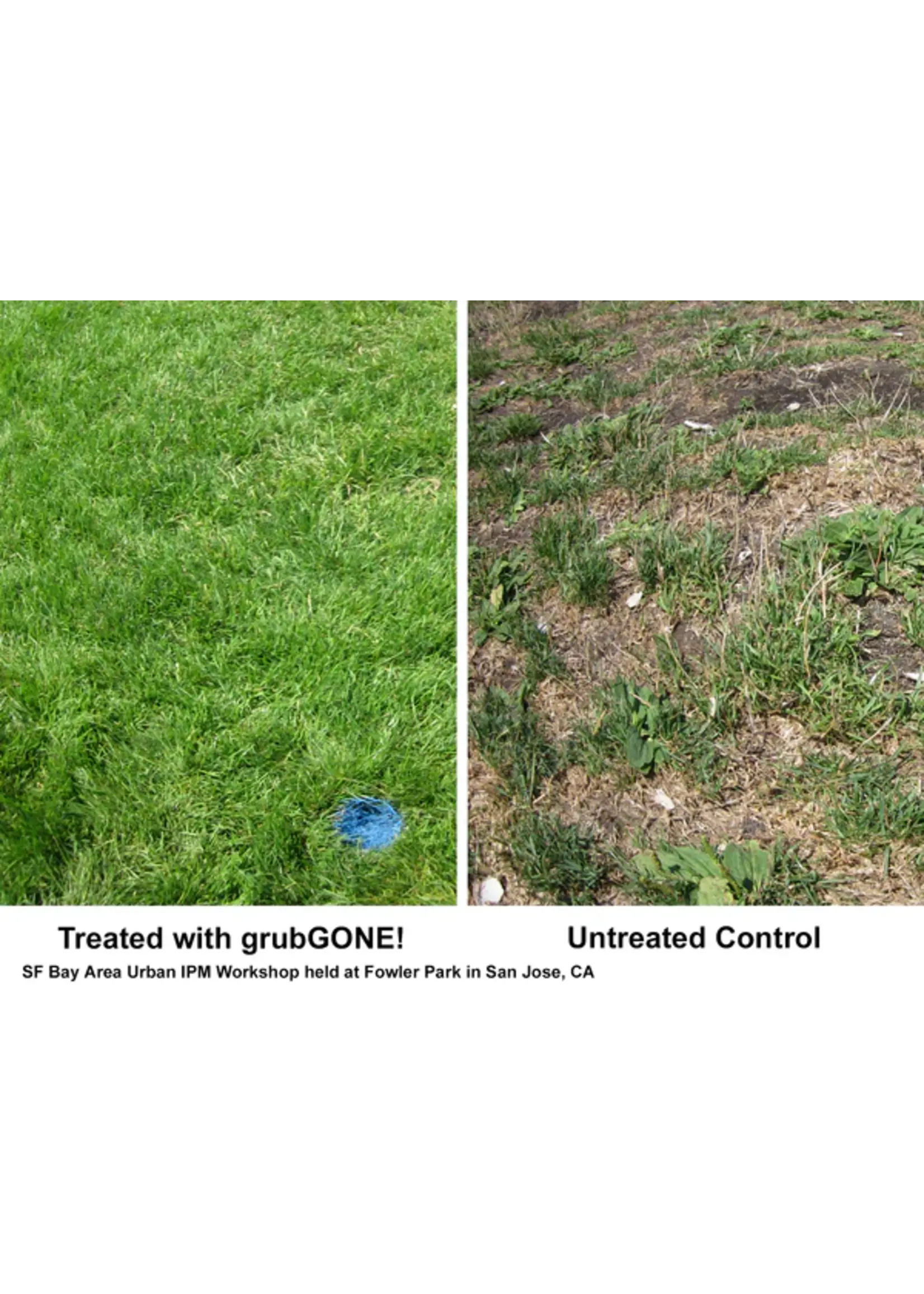 Phyllom BioProducts GrubGONE! Granular 10LB