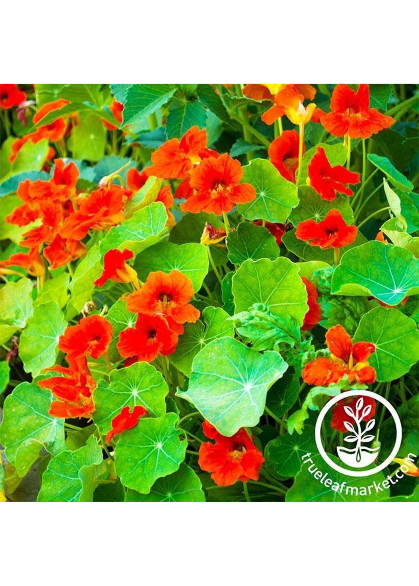 Kitazawa Seed Co. Nasturtium - Empress of India