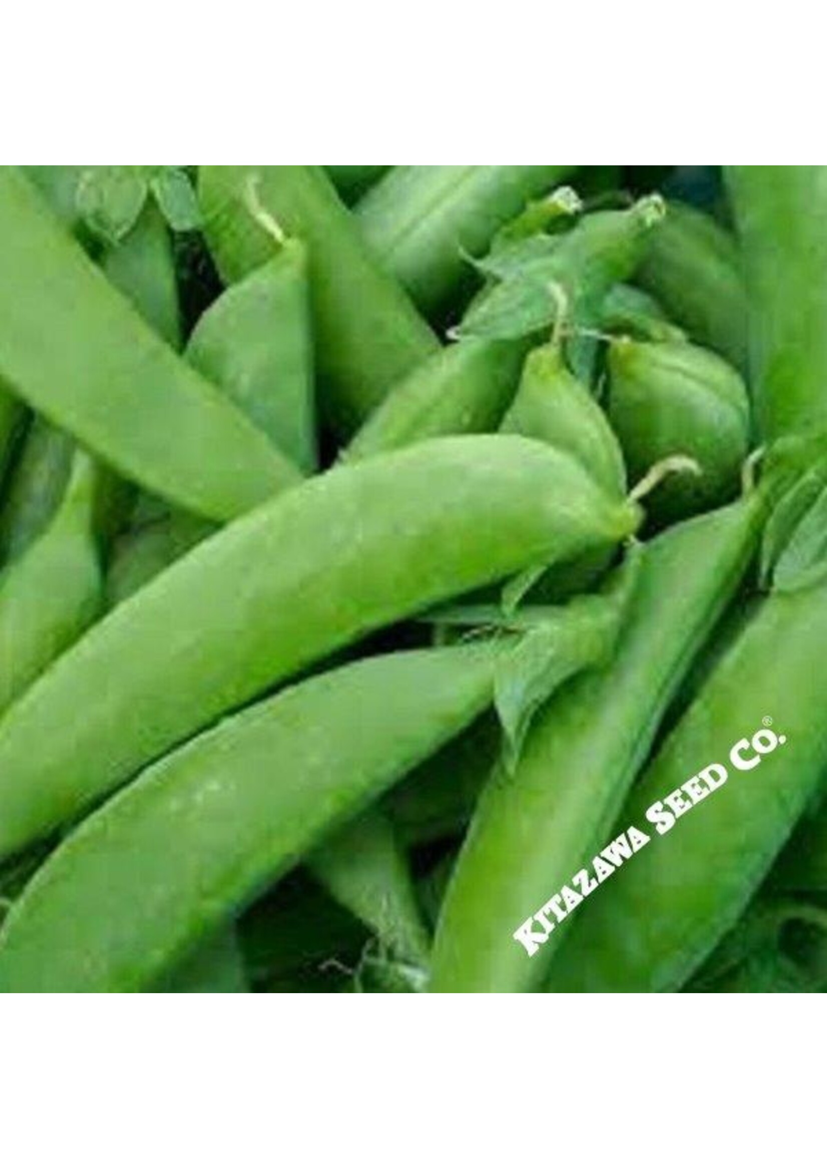 Kitazawa Seed Co. Sugar Snap Pea - Taichung 13