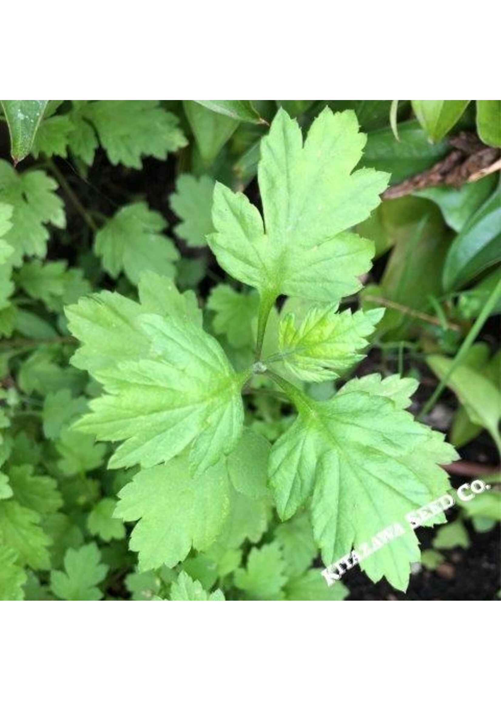 Kitazawa Seed Co. Japanese Mugwort - Yomogi