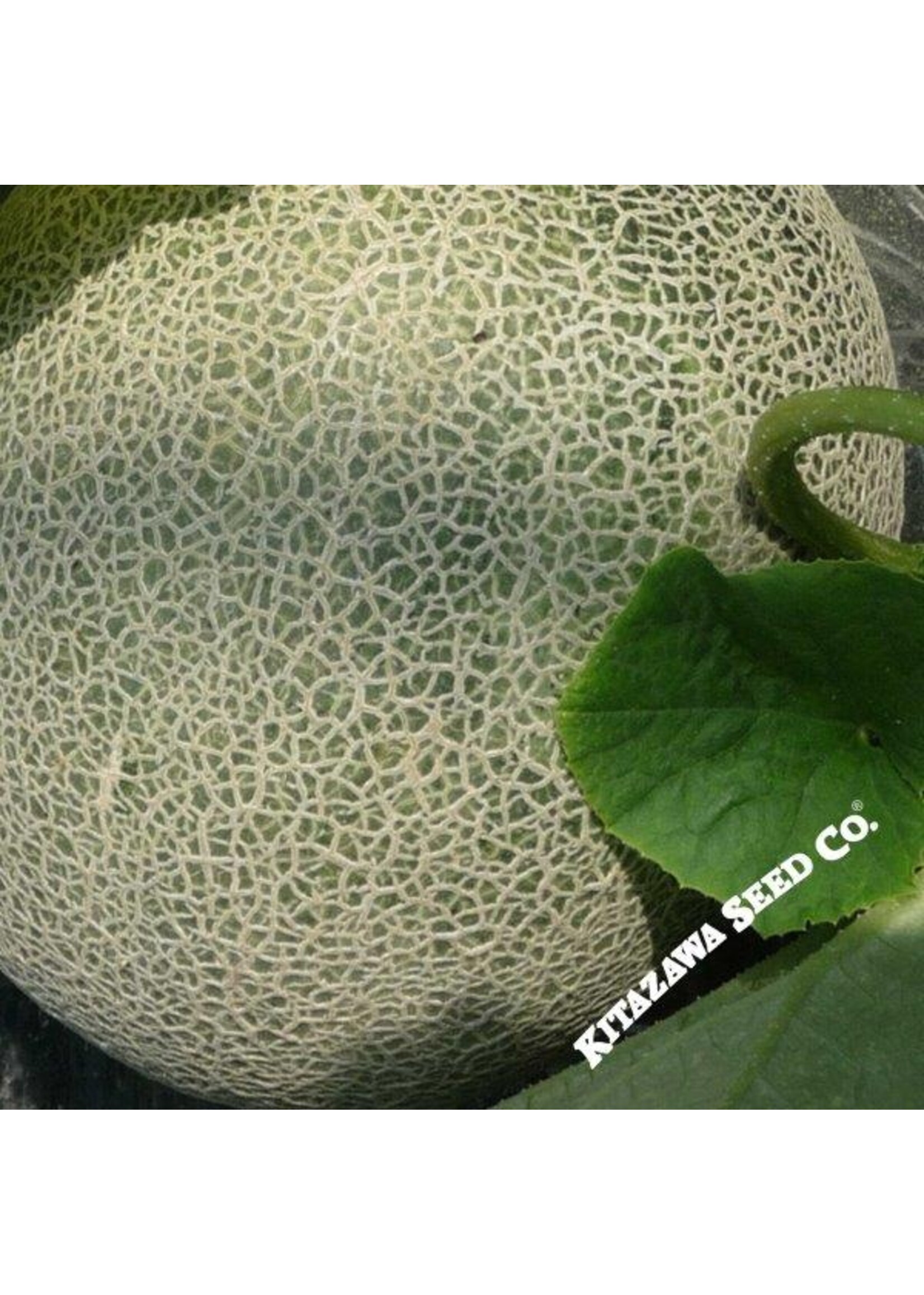 Kitazawa Seed Co. Japanese Melon - Ichiba Kouji Hybrid