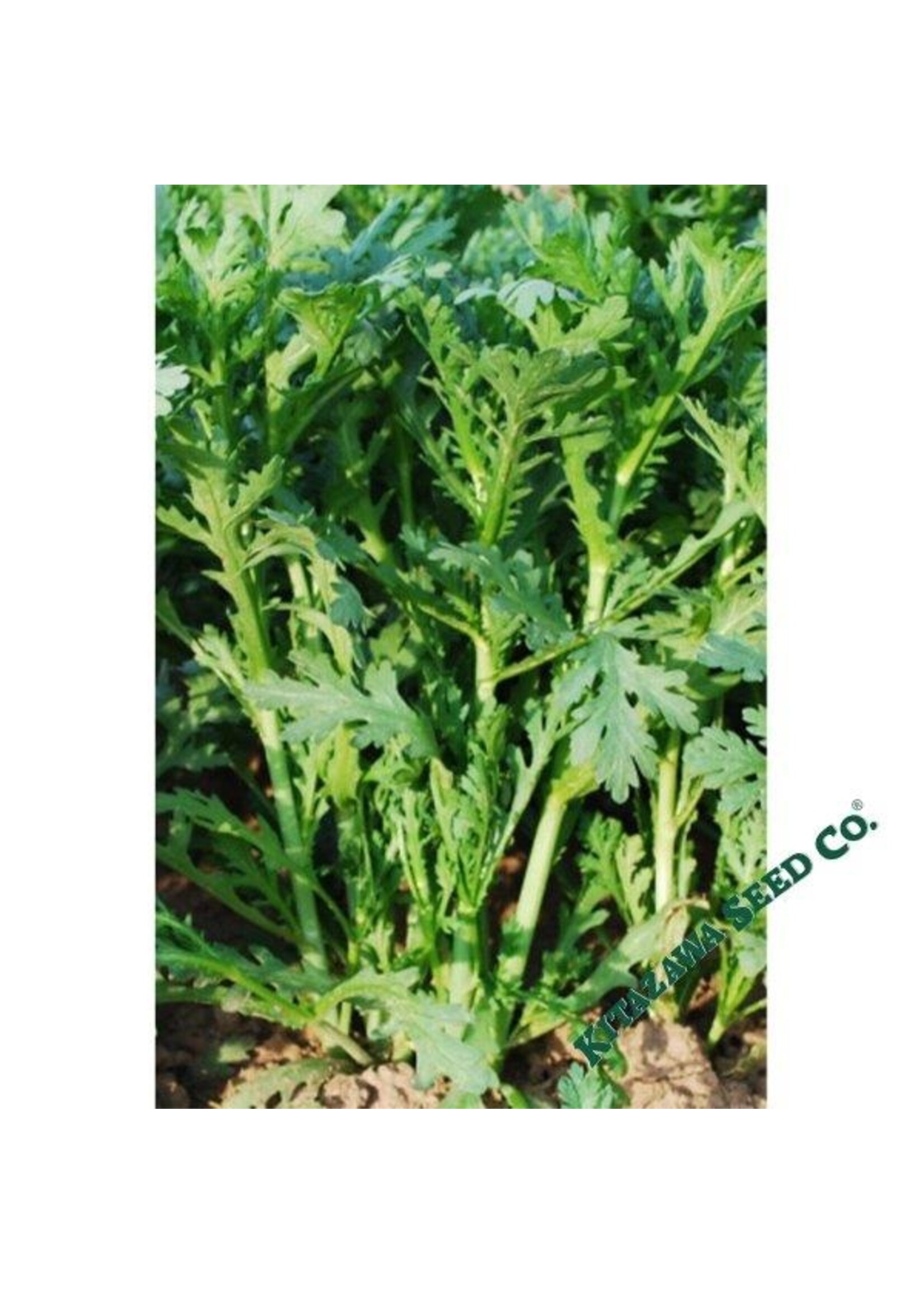 Kitazawa Seed Co. Chrysanthemum Greens - Green Oasis