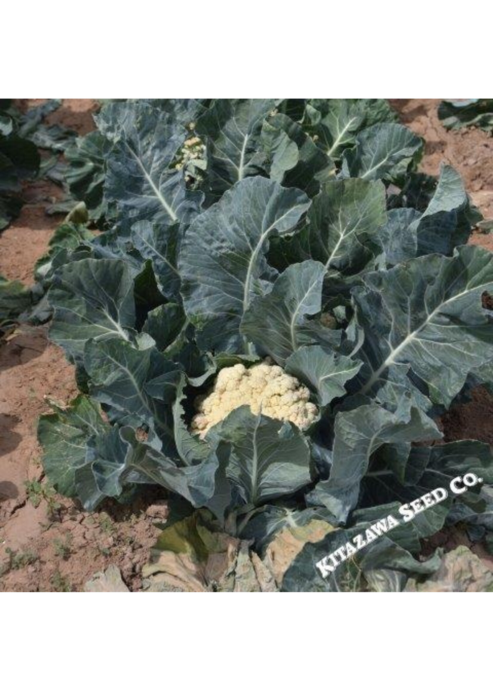 Kitazawa Seed Co. Cauliflower - Song TJS65 Hybrid