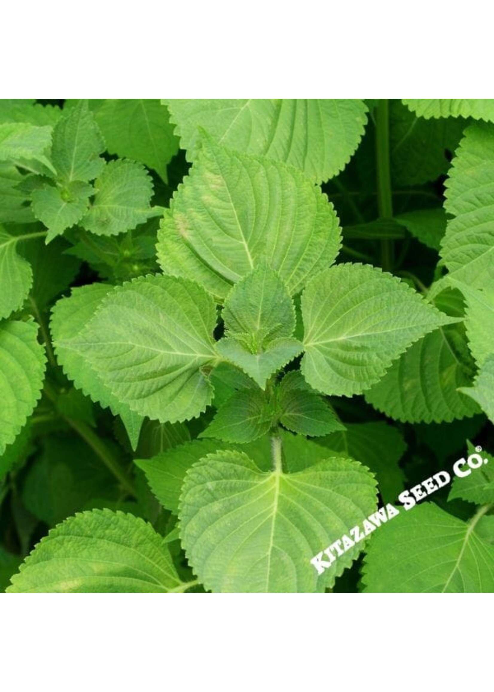 Kitazawa Seed Co. Ohba Shiso - Perilla - Green