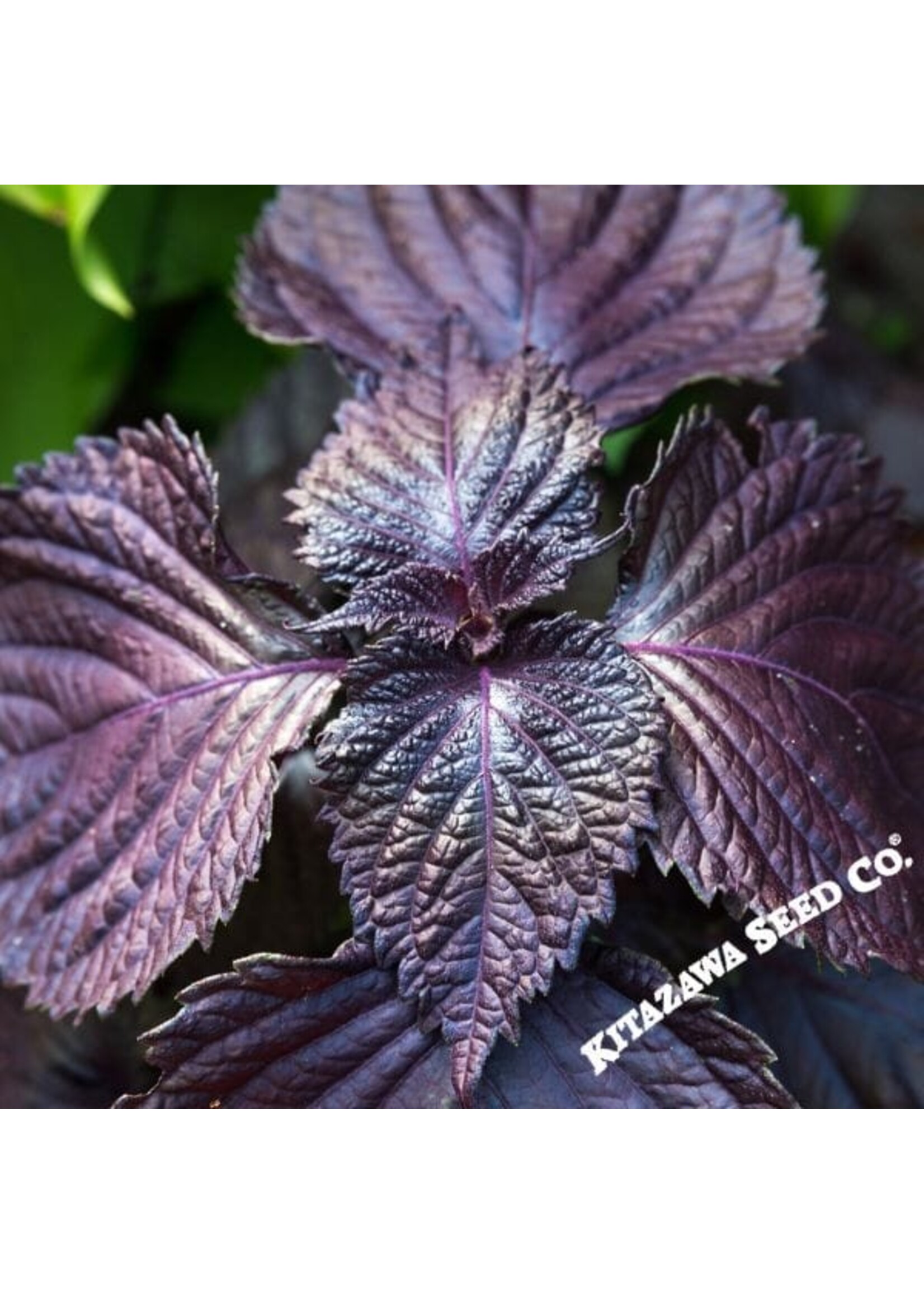 Kitazawa Seed Co. Shiso Perilla - Purple AKA Red Shiso