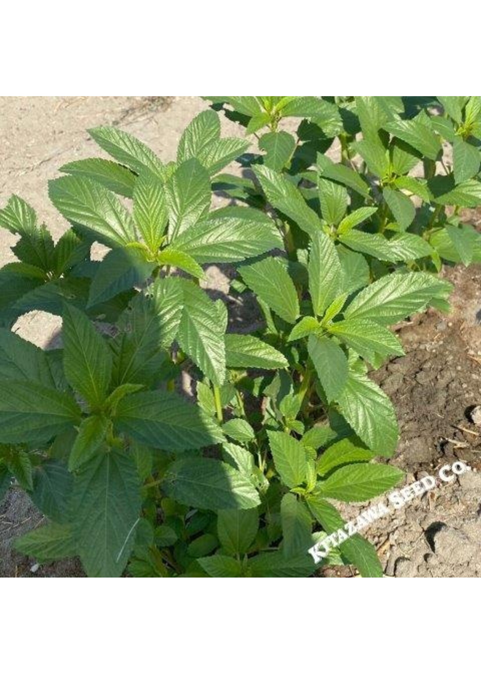 Kitazawa Seed Co. Molokhia - Egyptian Spinach