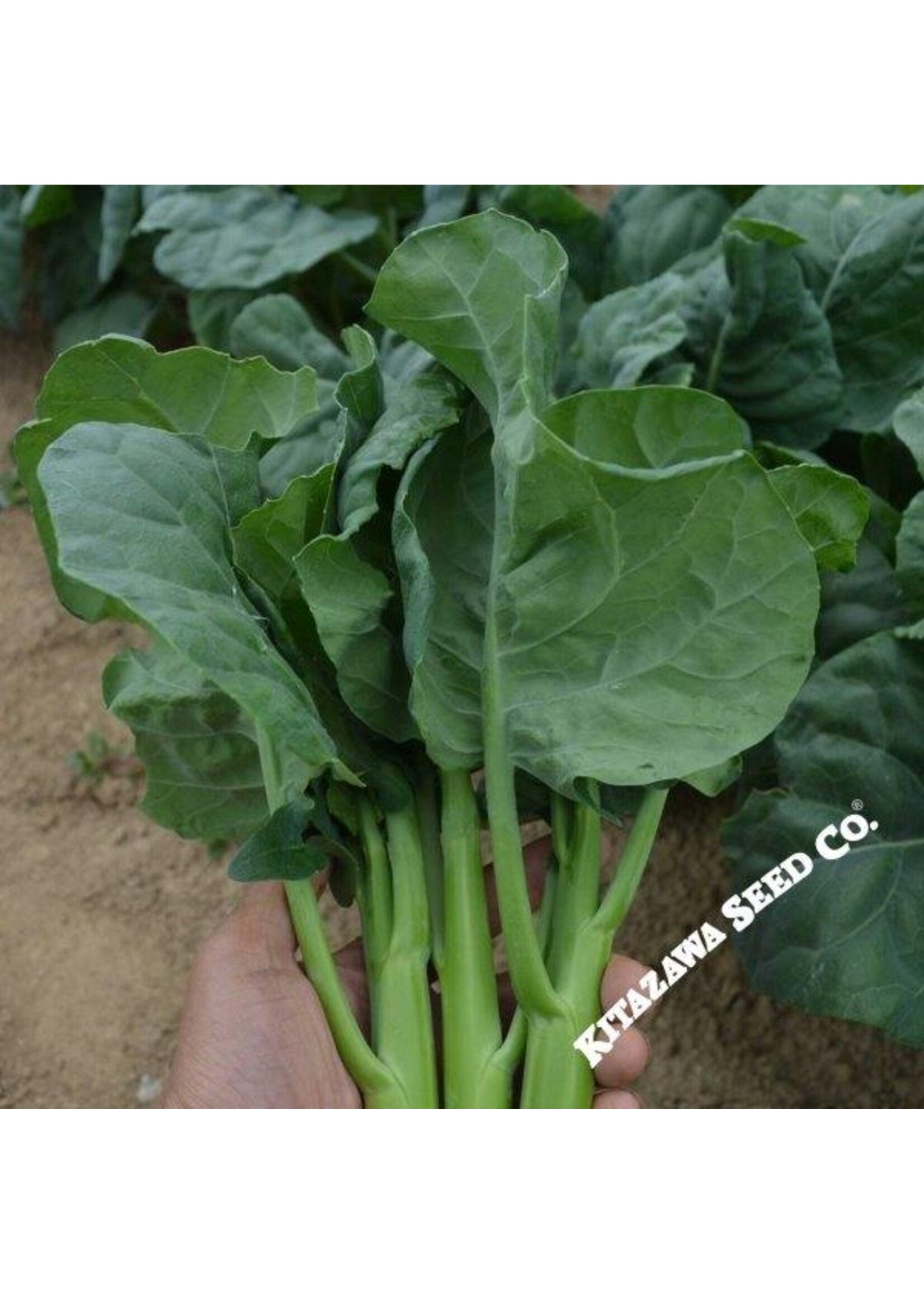 Kitazawa Seed Co. Chinese Brocolli - Early Jade Hybrid