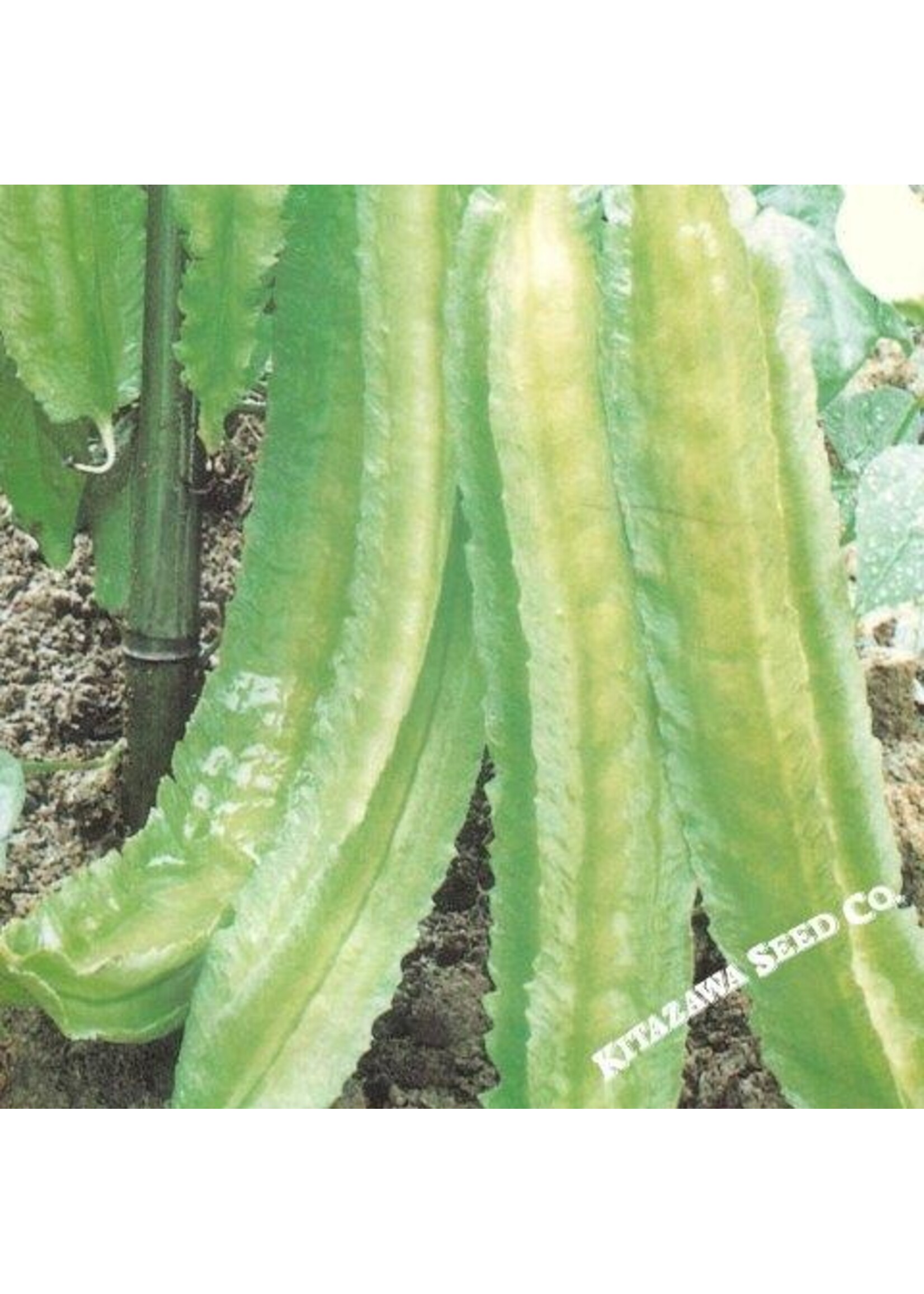 Kitazawa Seed Co. Bean - Winged