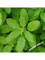 Kitazawa Seed Co. Basil Holy - Green Leaf